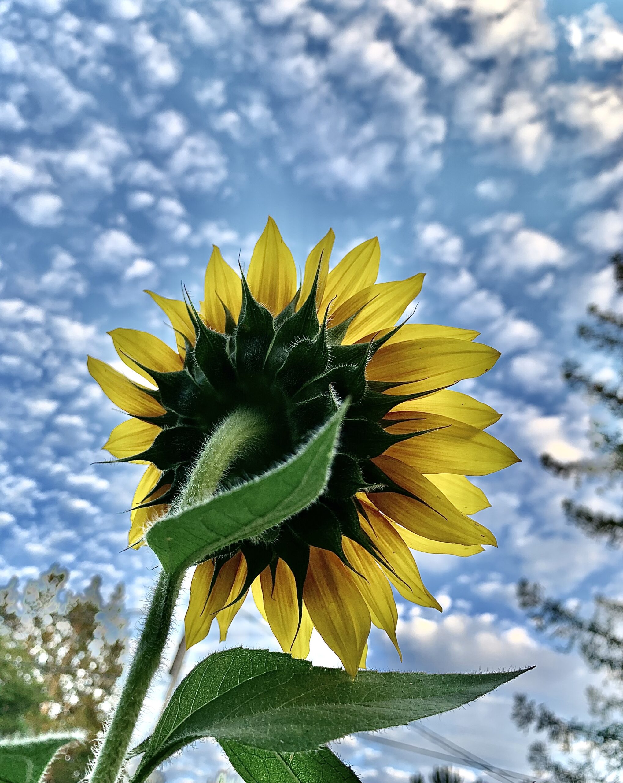 A yellow sunflower with a blue sky behind it.