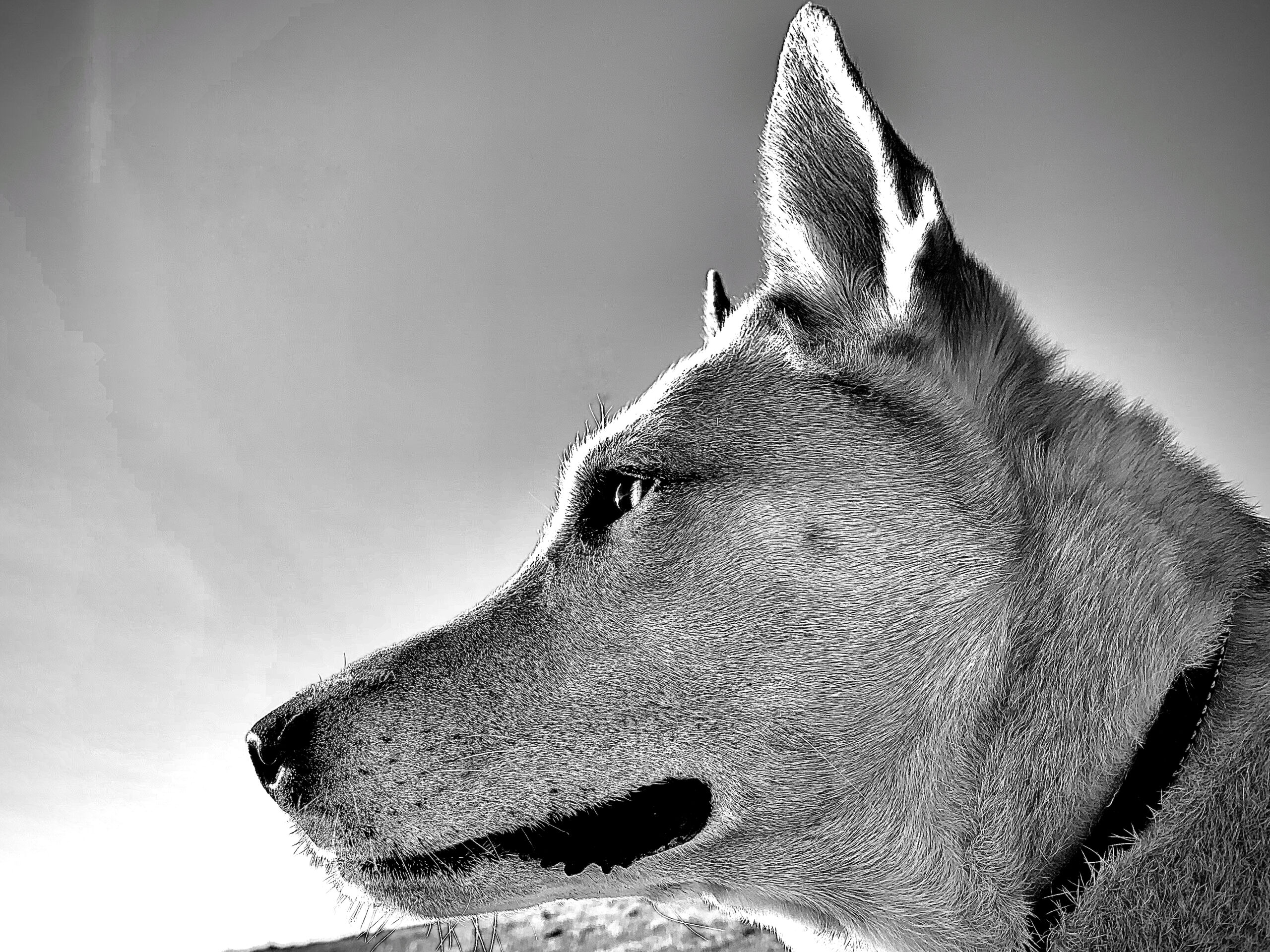 A black and white photo of a dog.