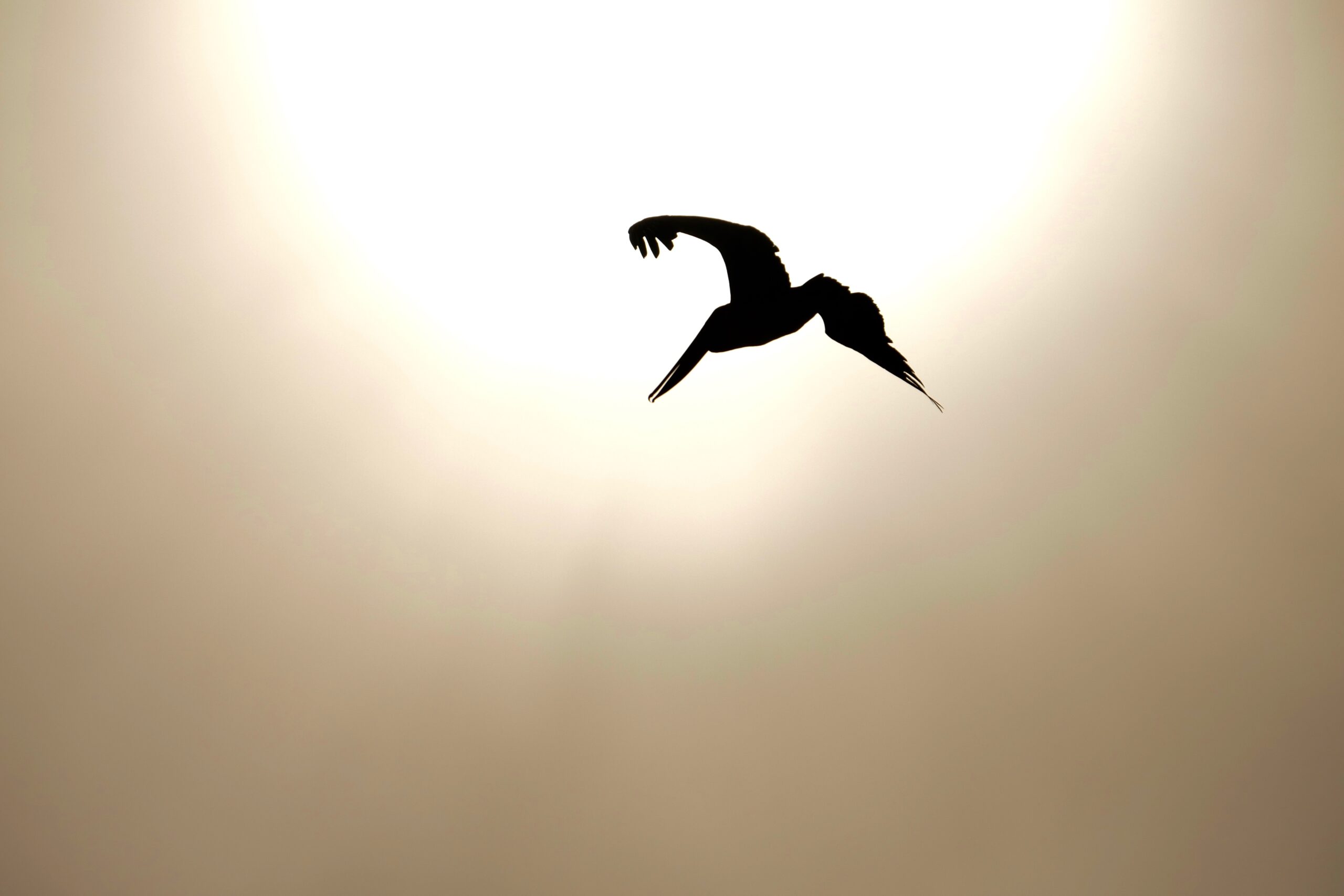 A bird flying in the sky.