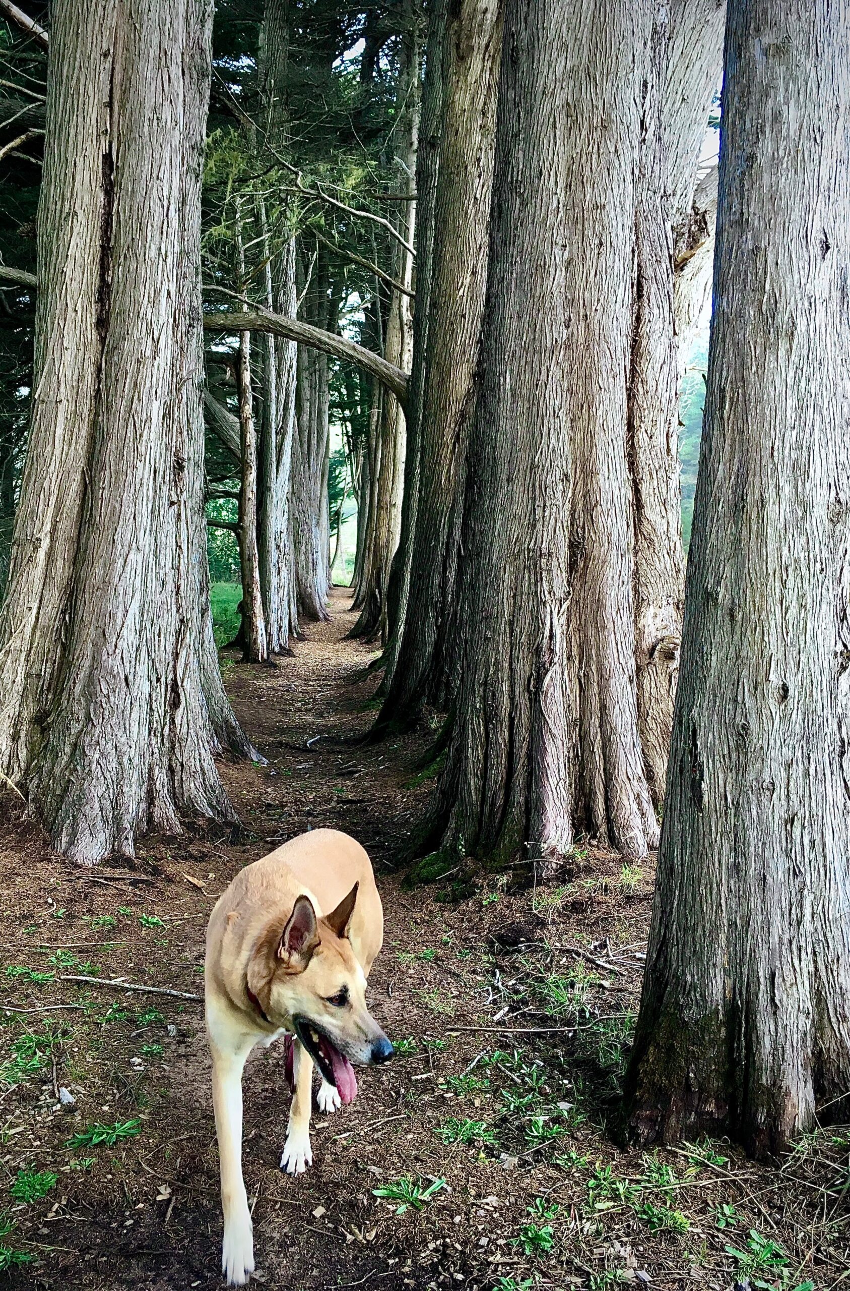 A dog is walking through a wooded area.