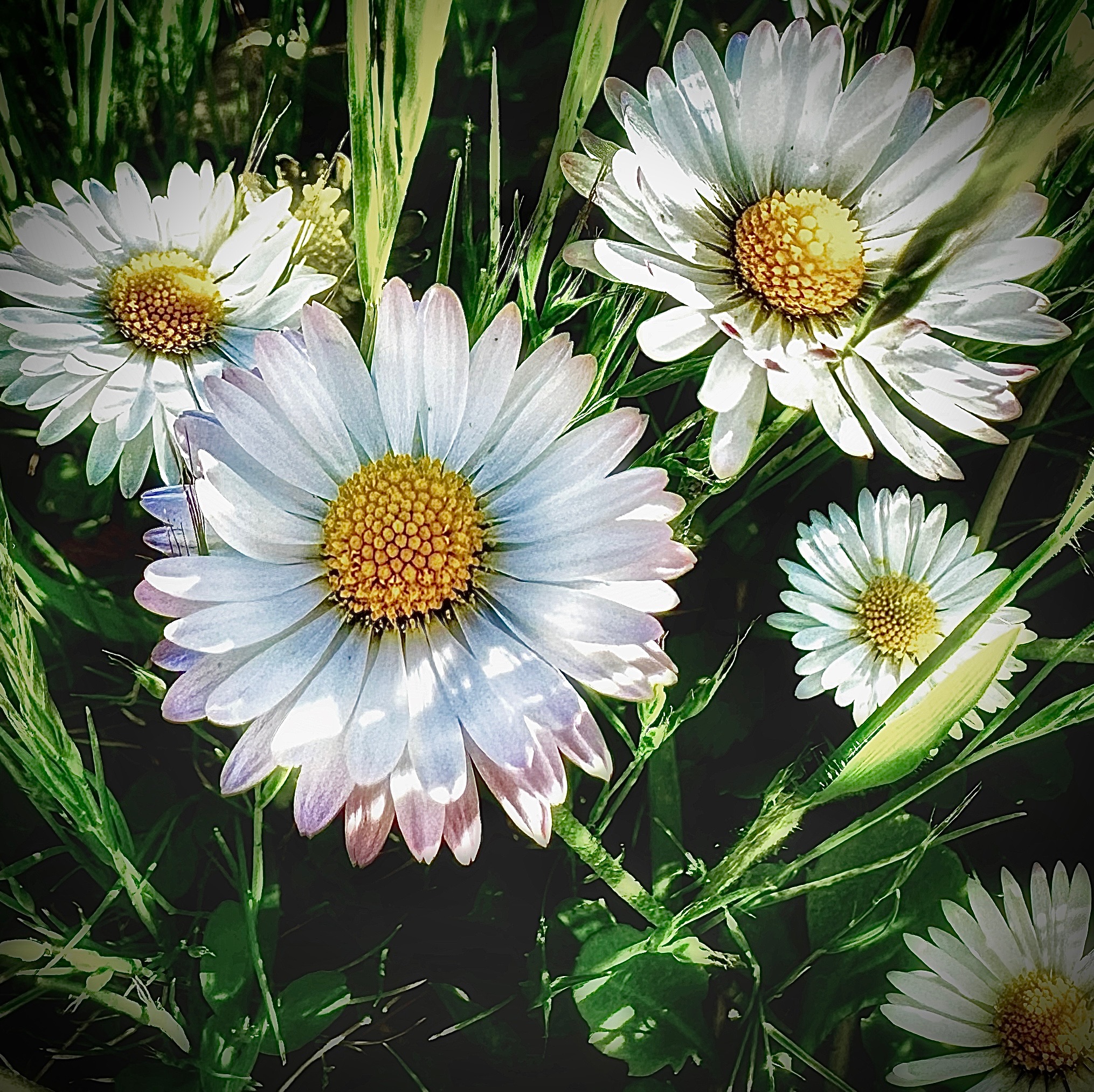 Daisies in the grass photograph - daisies in the grass fine art print.