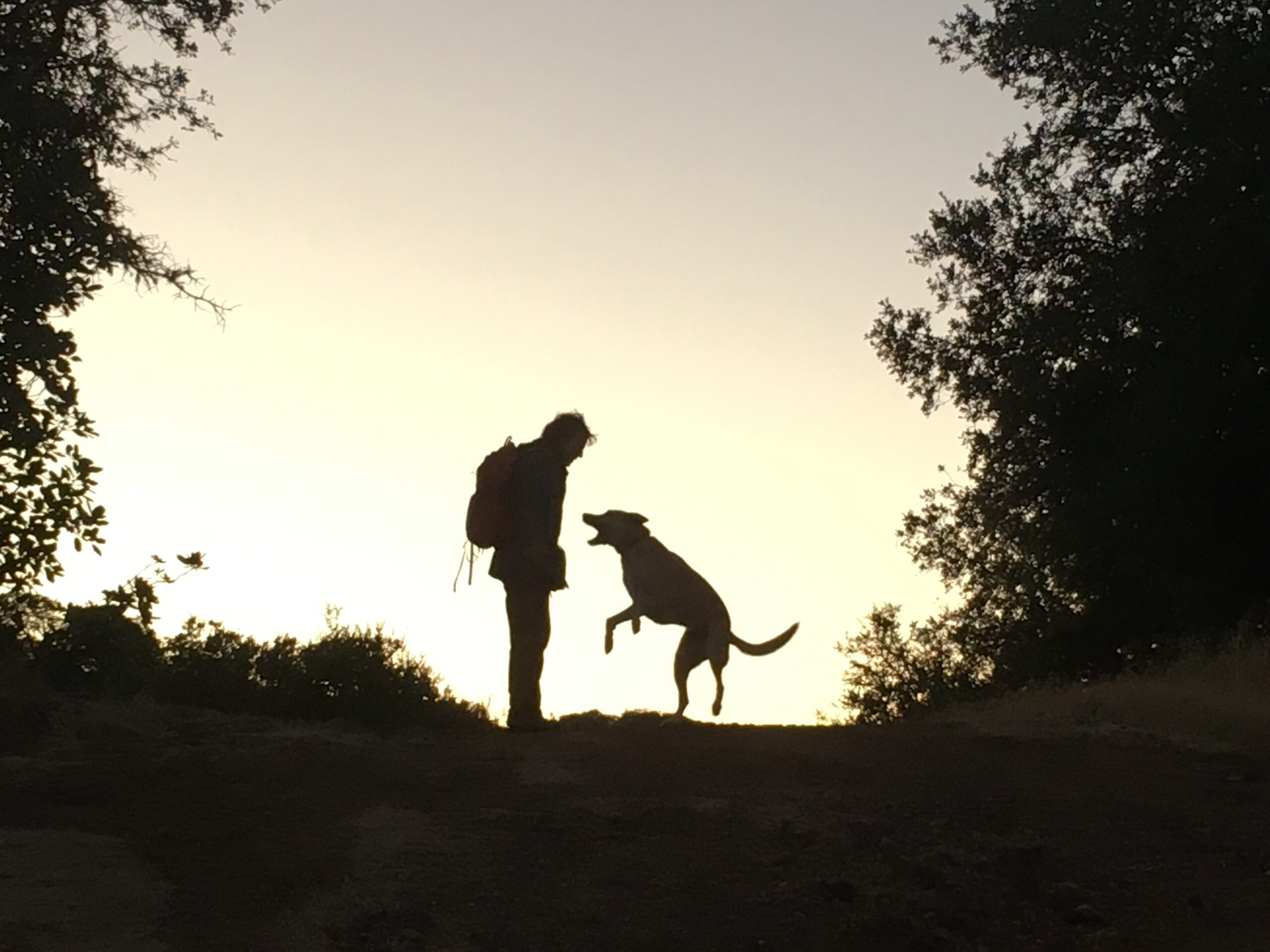 Silhouette of a man and dog on a trail at sunset.
