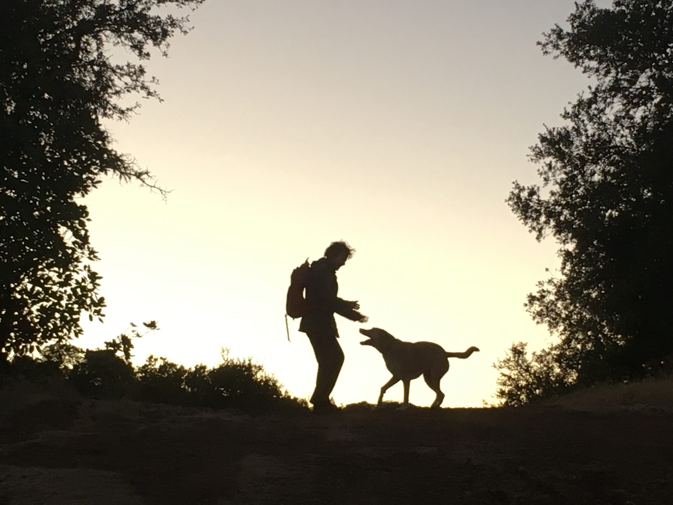 A man and a dog walking in the woods at sunset.