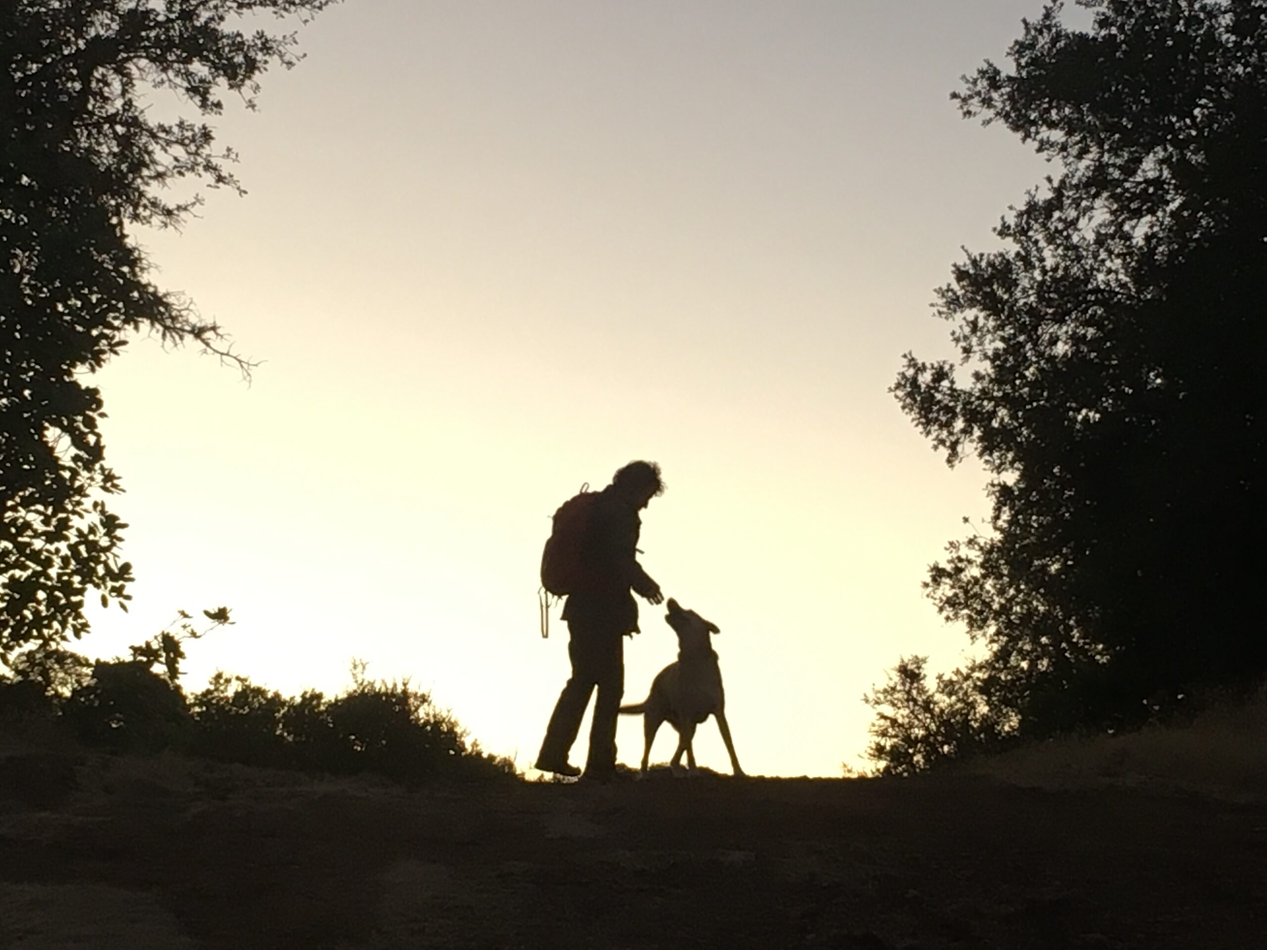 Silhouette of a man walking his dog at sunset.