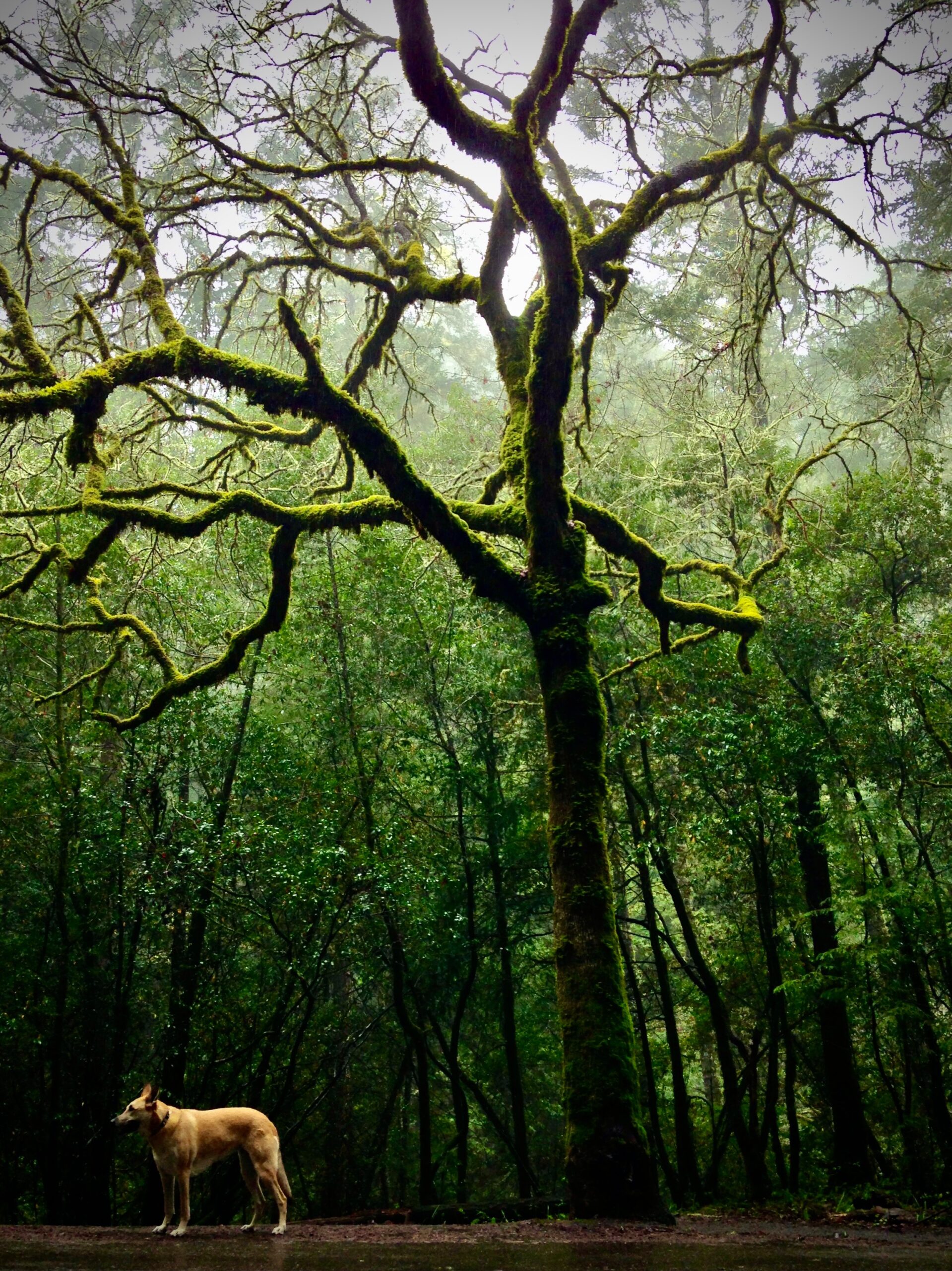 A dog standing under a tree in the forest.