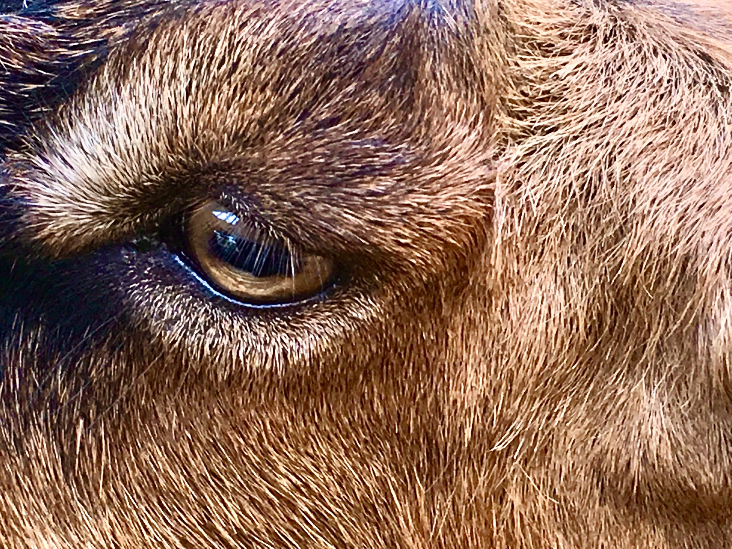 A close up of a goat's eye.