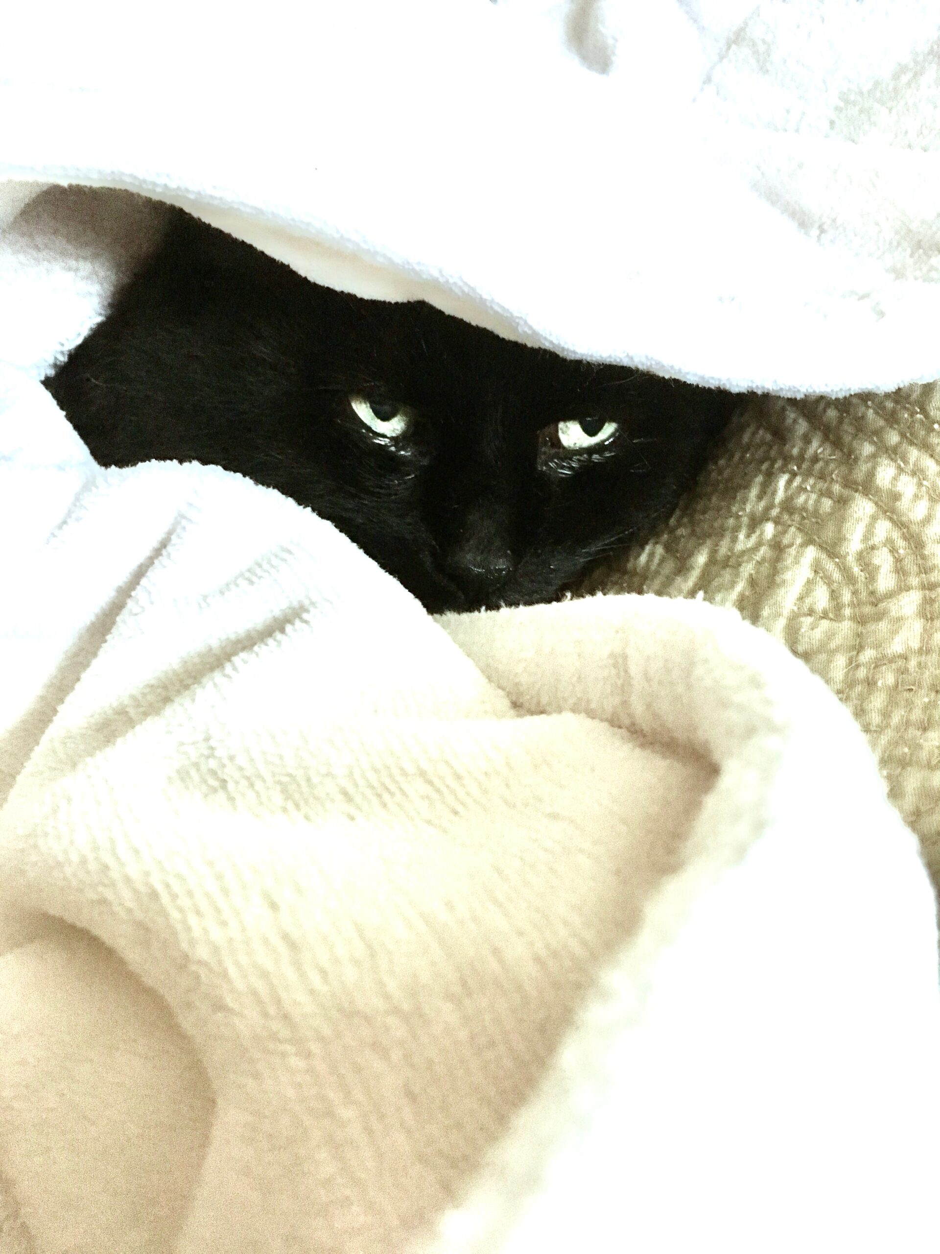 A black cat under a blanket.