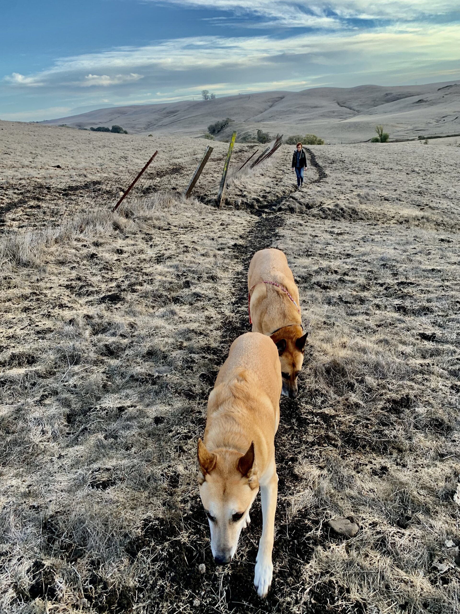 Three dogs walking in a dry field near a fence.