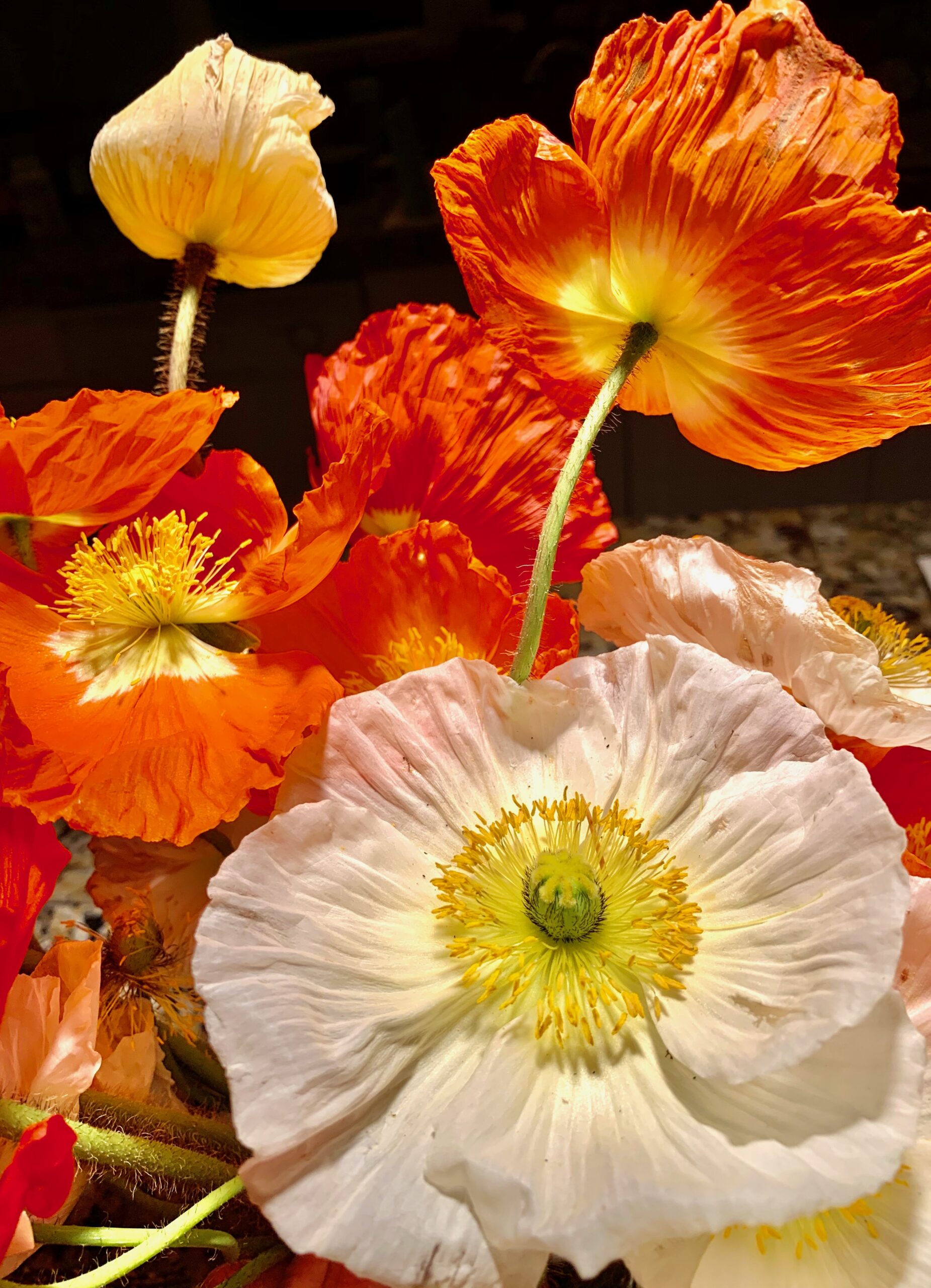 A bunch of orange and white flowers in a vase.