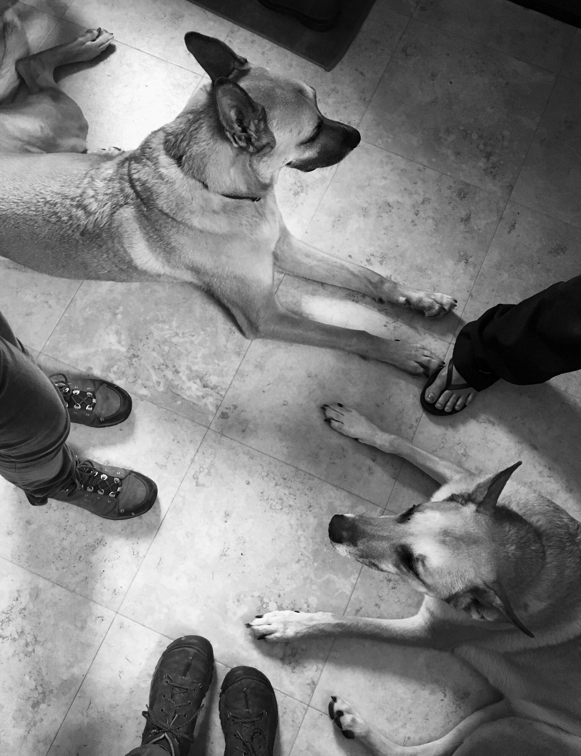 A black and white photo of a group of people and dogs laying on the floor.