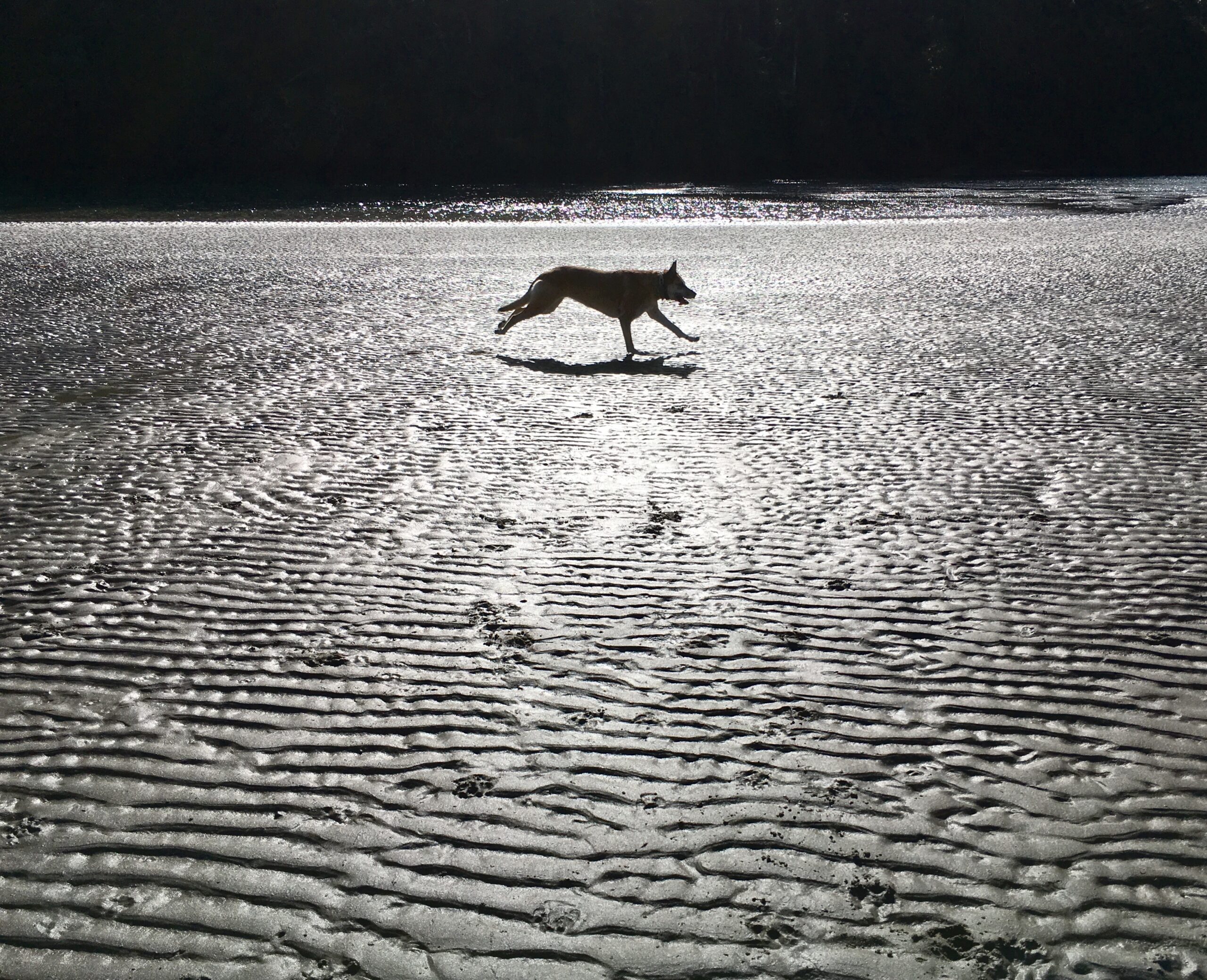 A dog running in the sand on a beach.