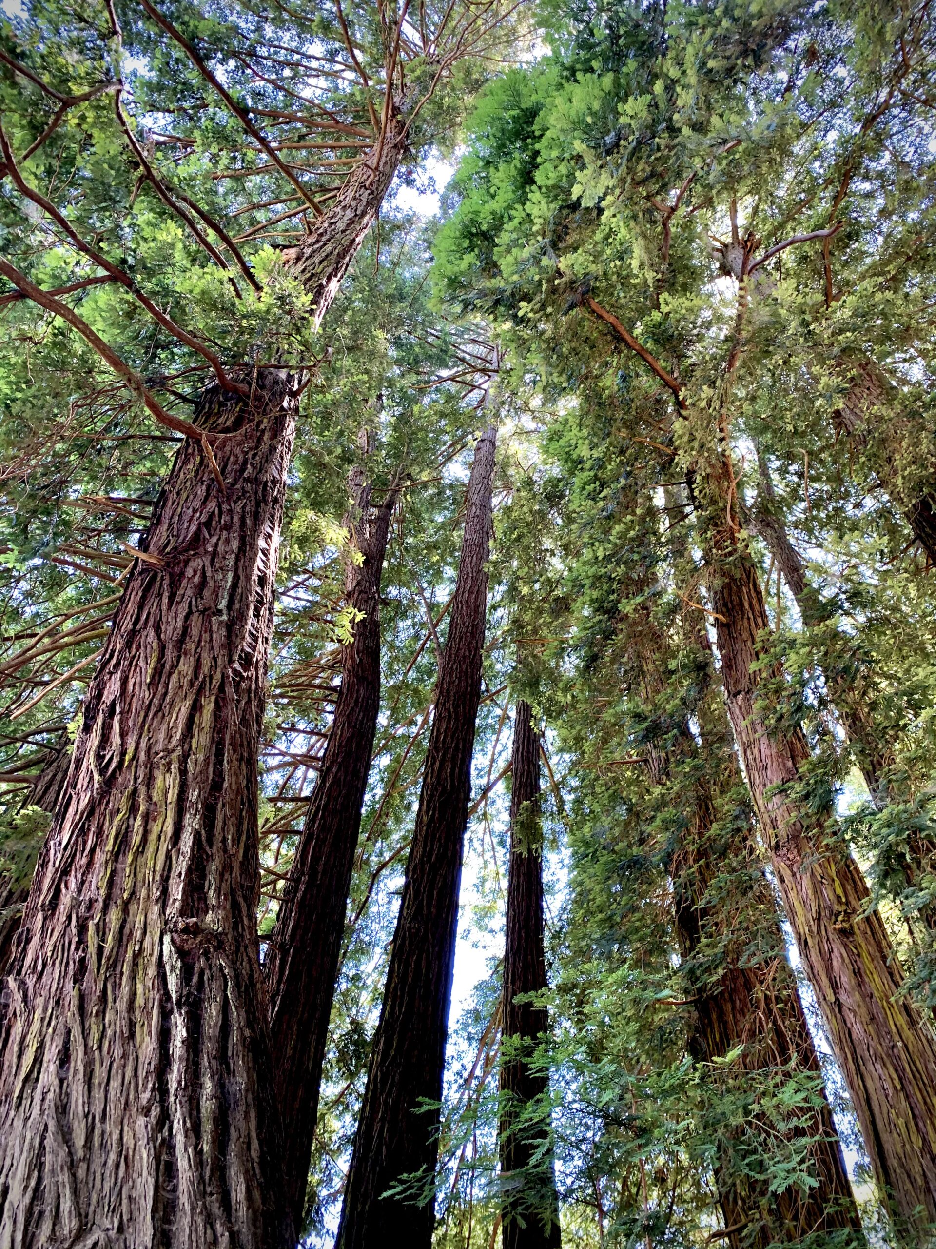 Photograph - redwood forest california 