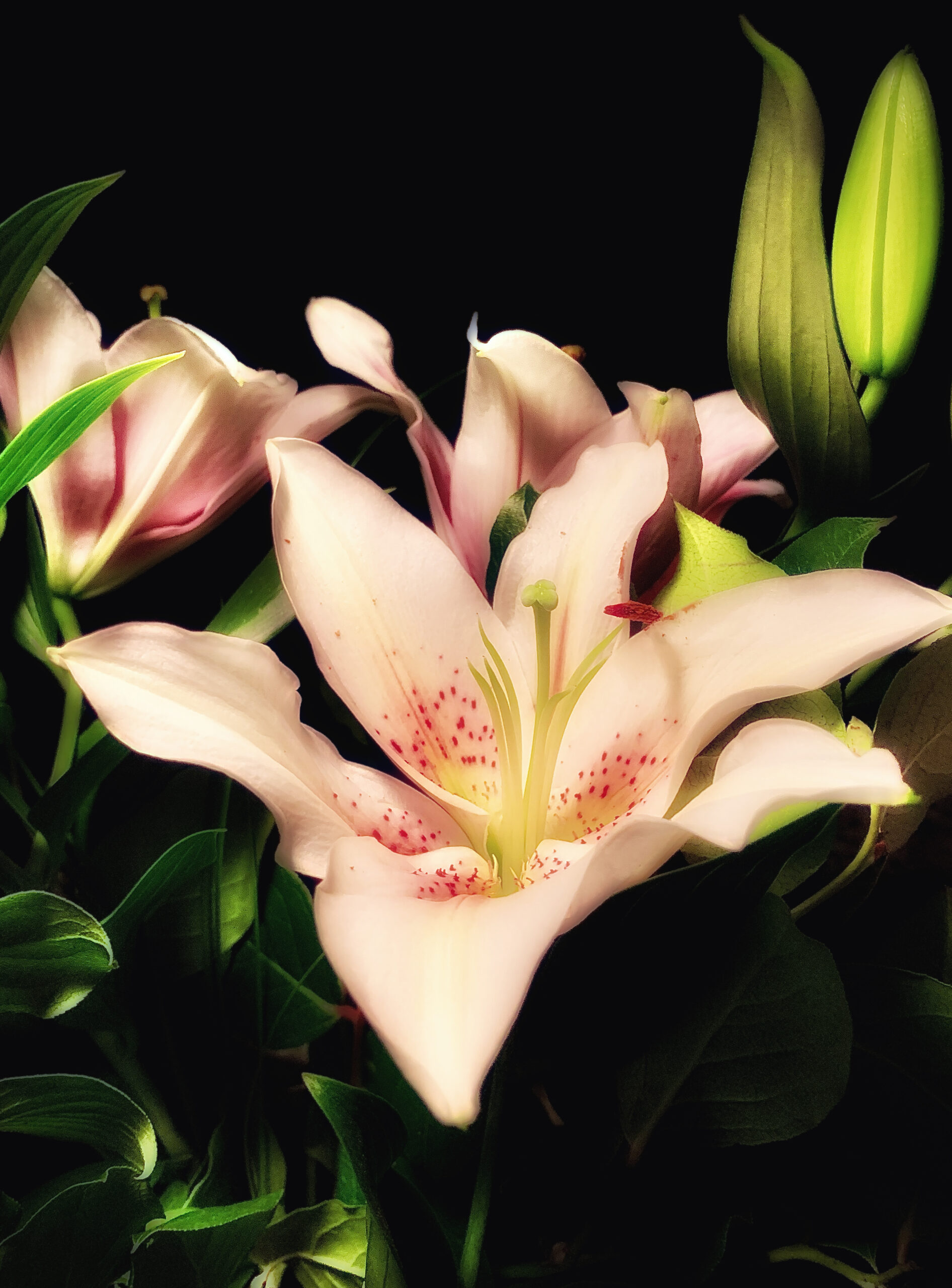 Pink lilies in a vase on a black background.