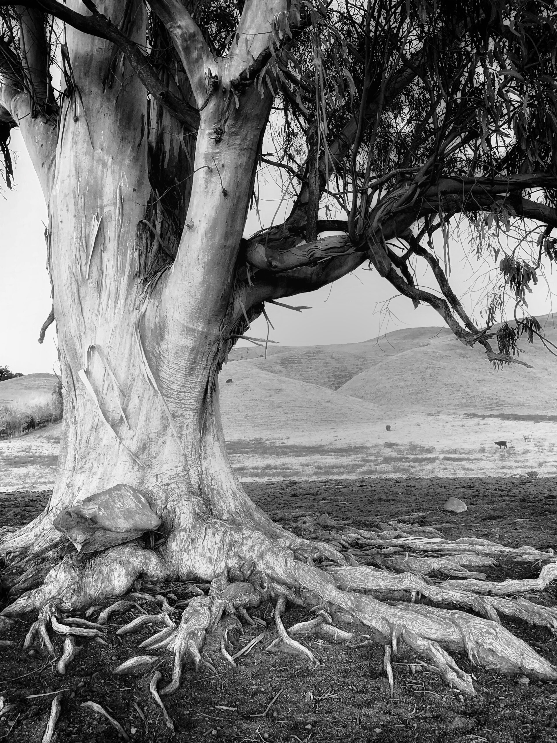 A black and white photograph of a tree with roots.