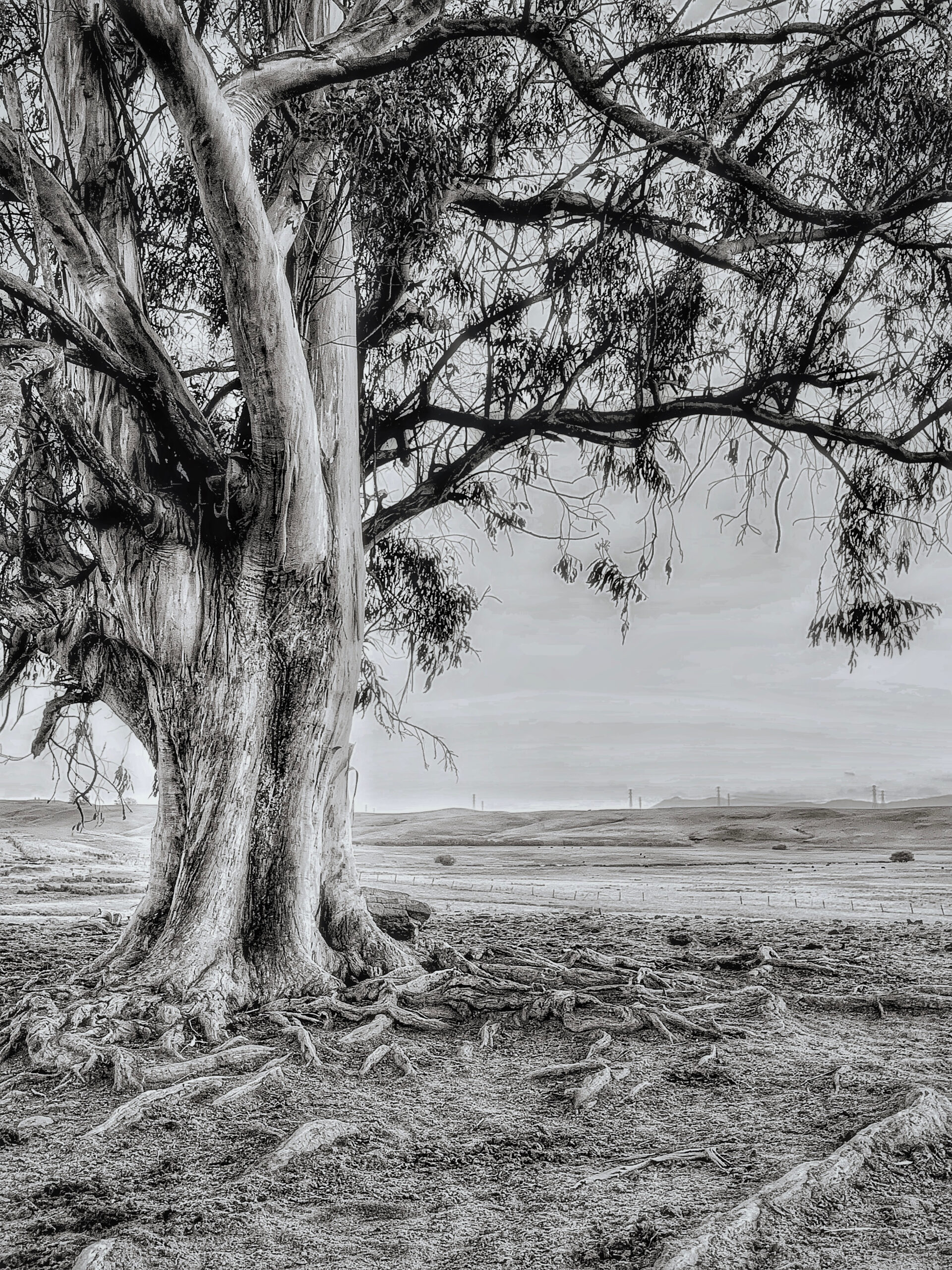 A black and white photo of a tree in a field.