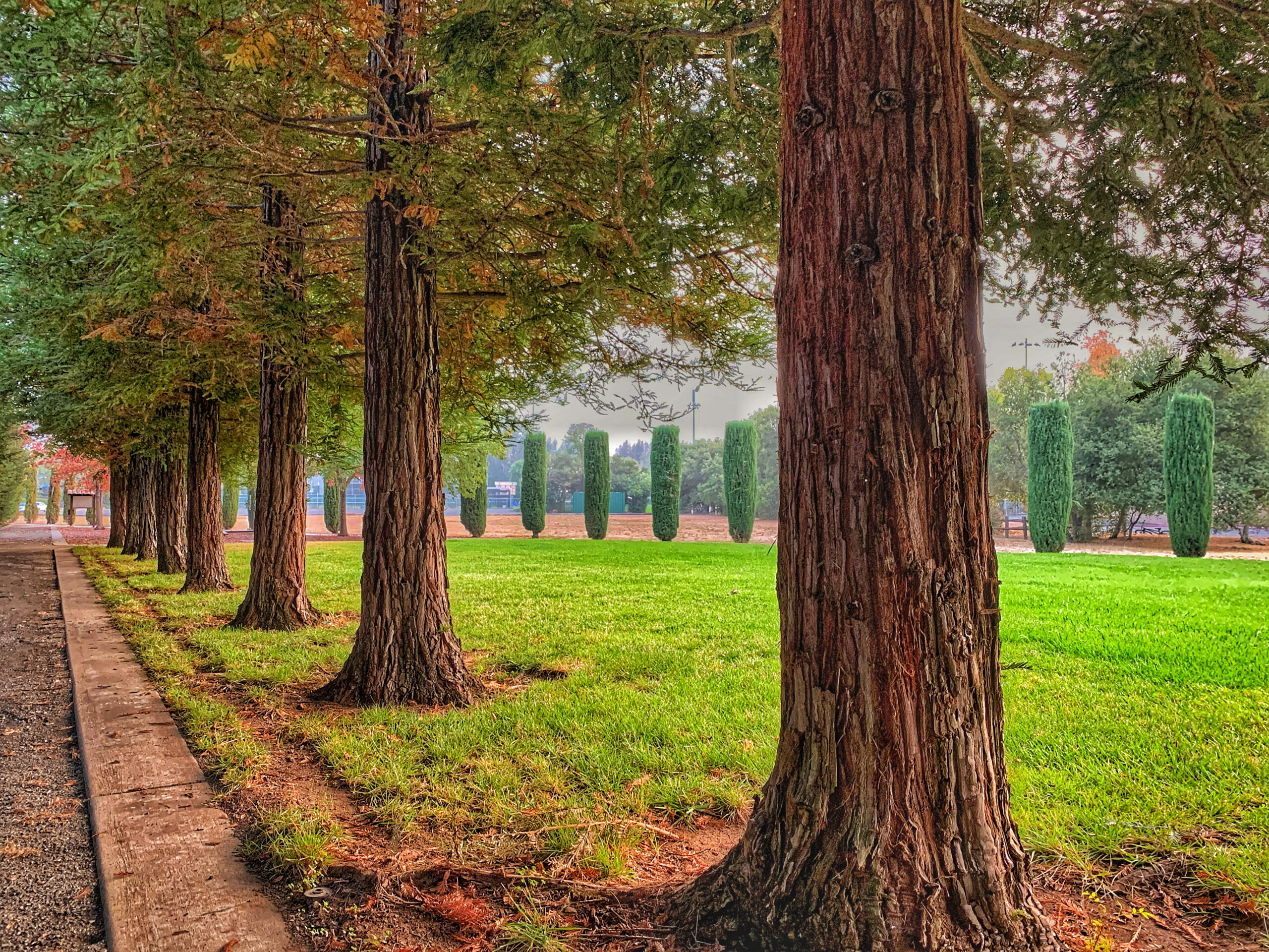 A row of trees lined up in a park.