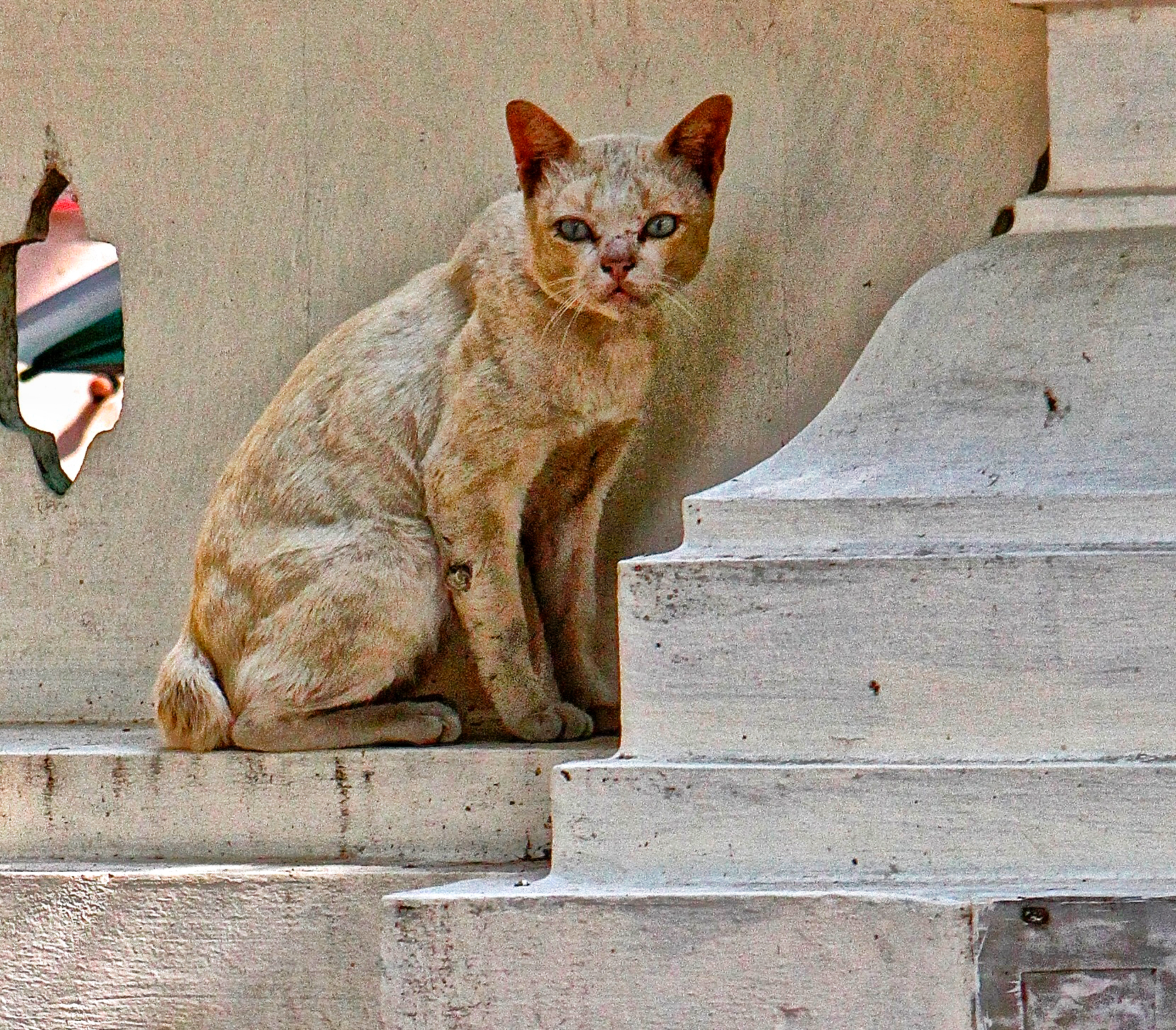 A cat sitting on the steps of a building.