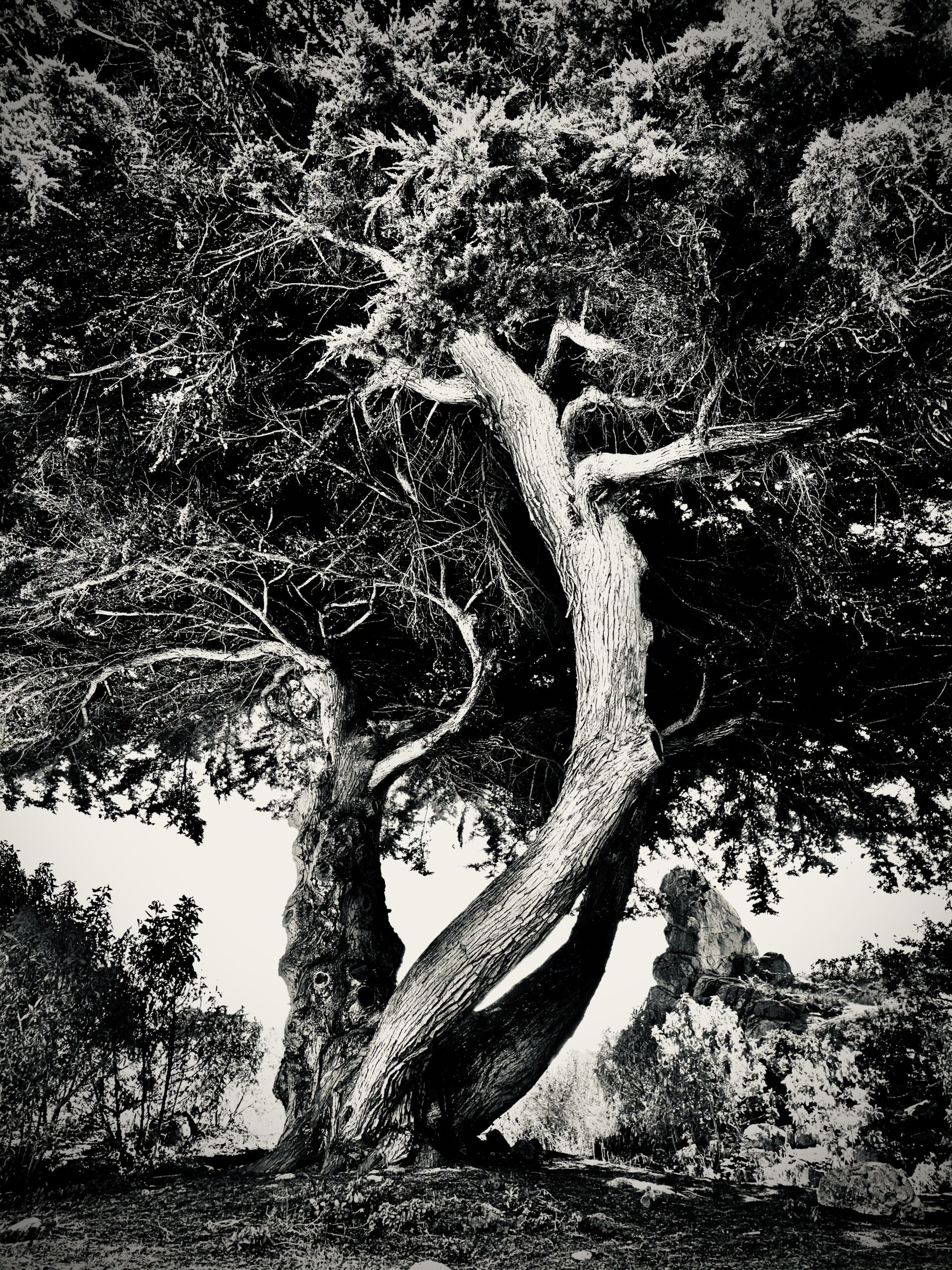 A black and white photograph of a tree.