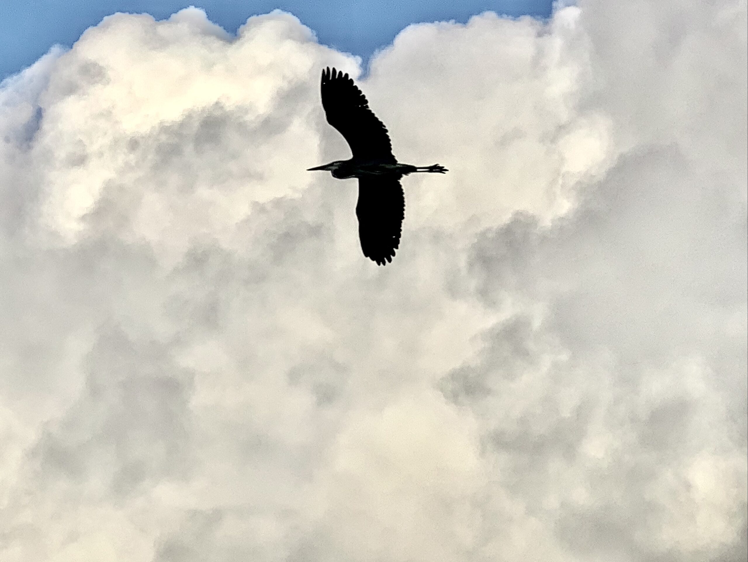 A bird flies through a cloudy sky.