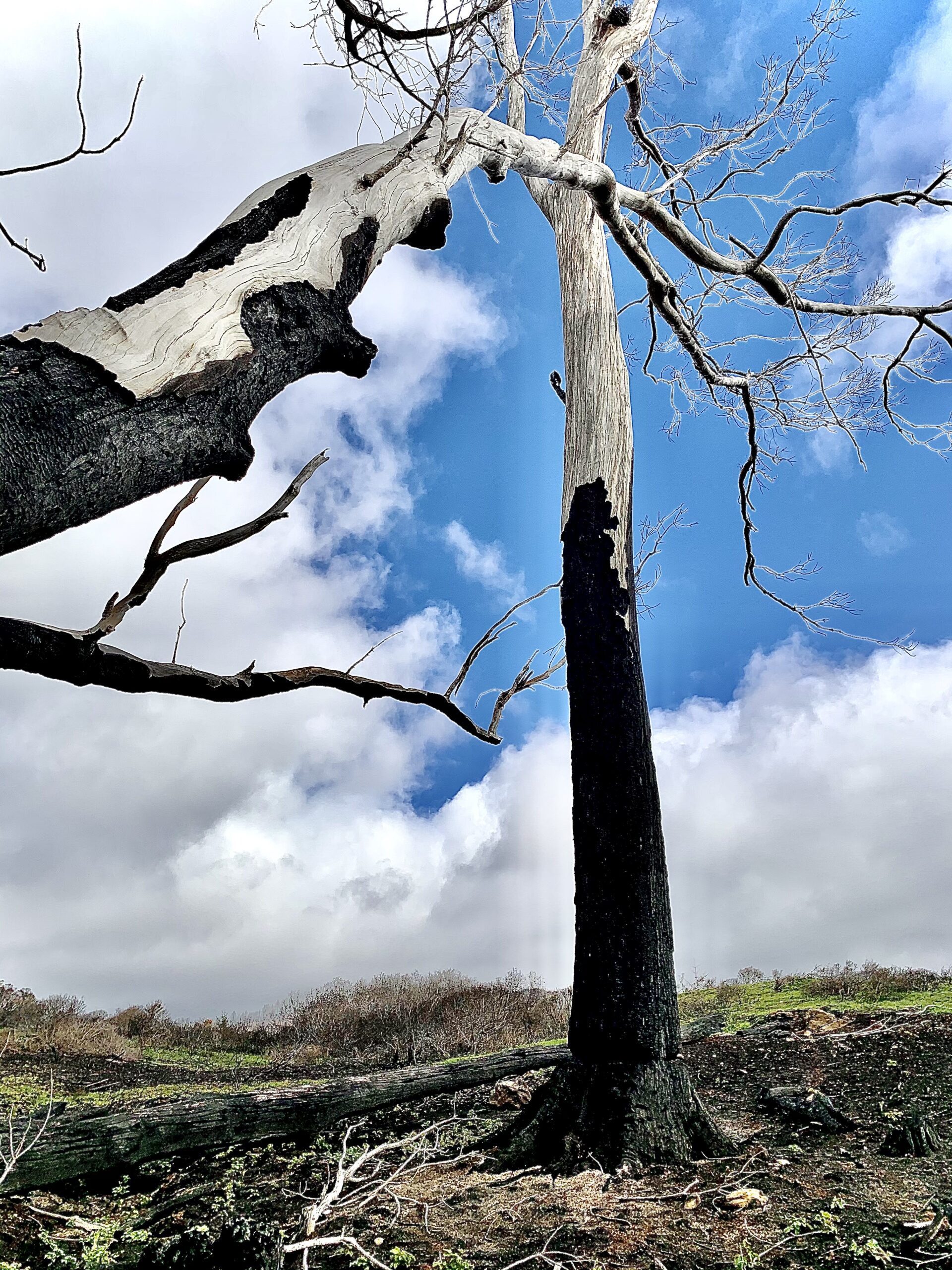 Two dead trees in a field with a blue sky.