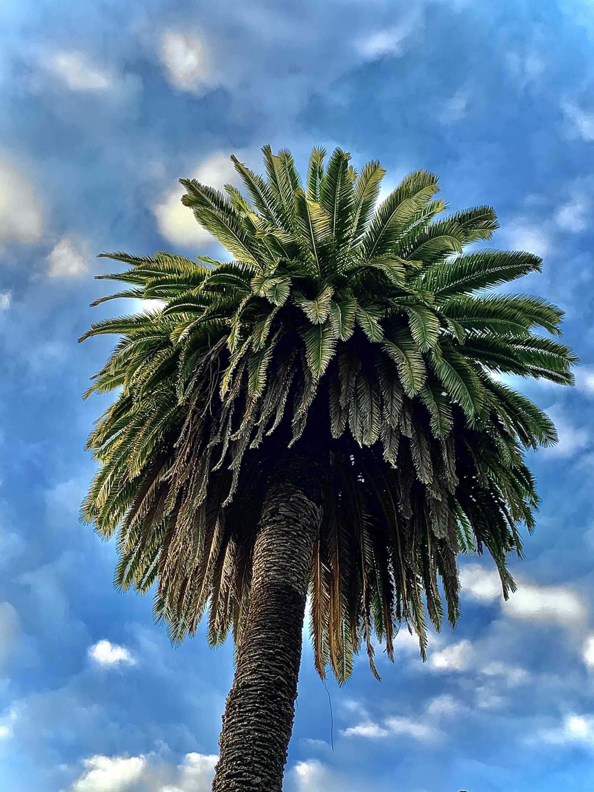 A palm tree against a blue sky.