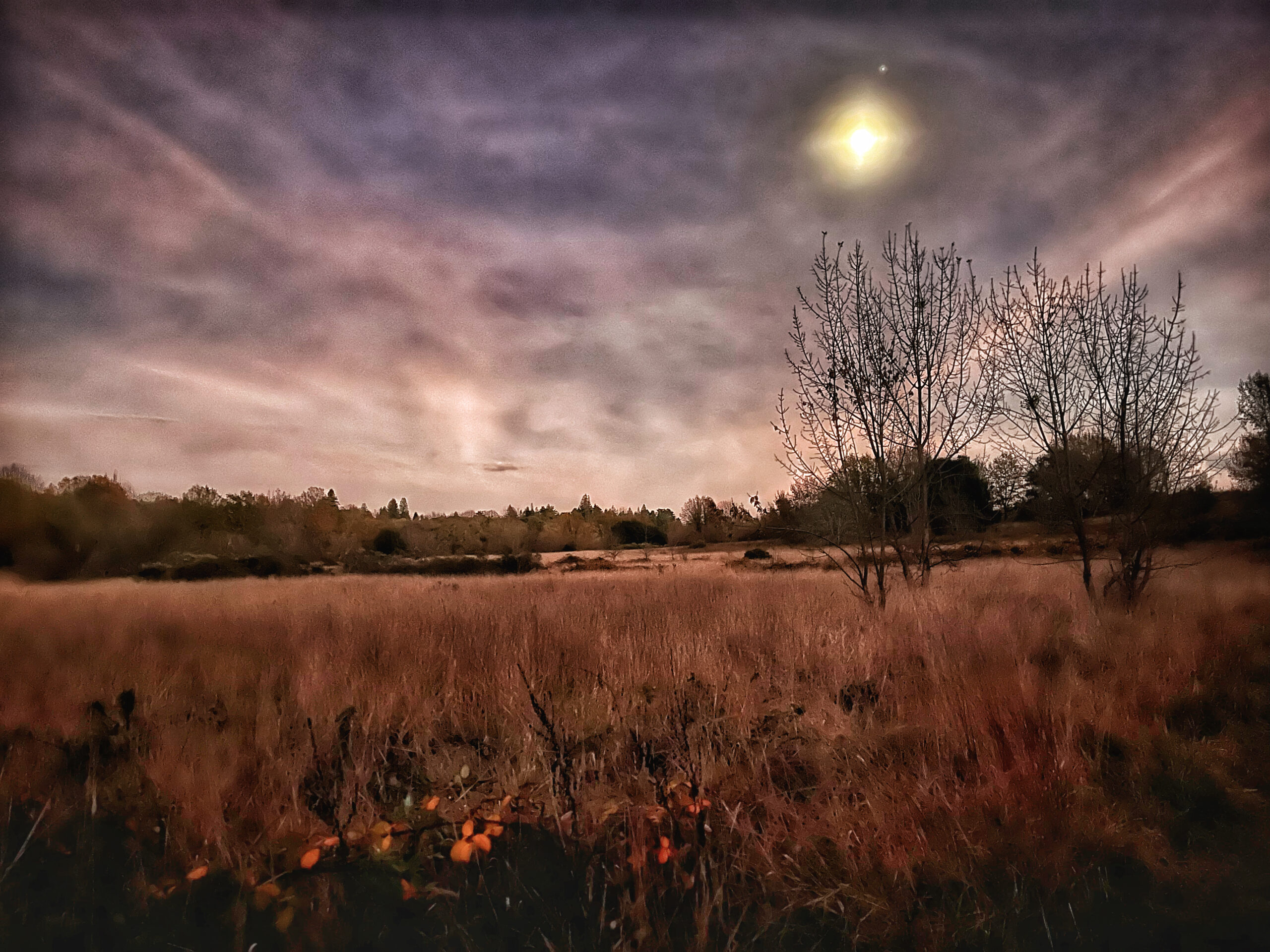 A moon in the sky over a grassy field.