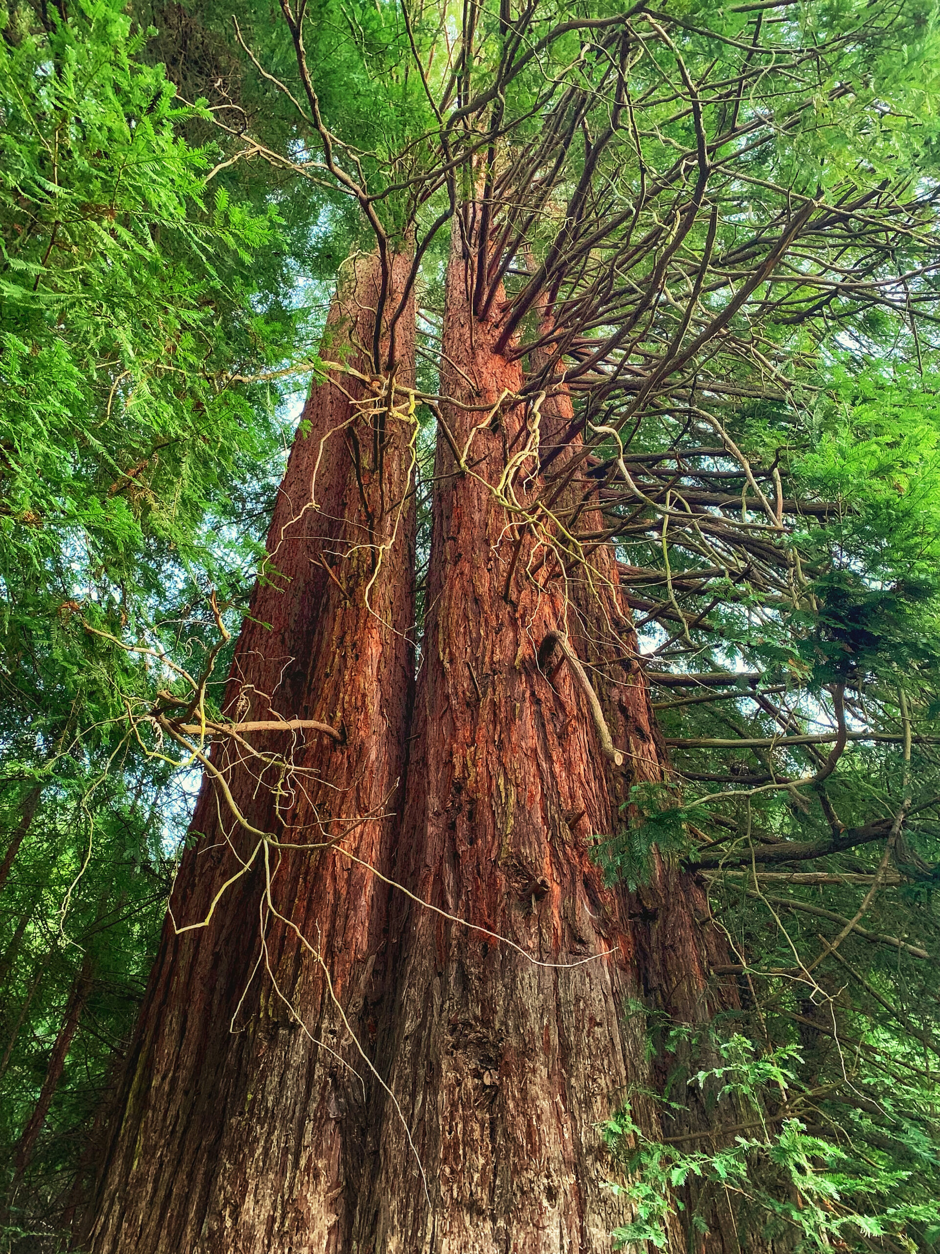 The tallest redwood tree in california.