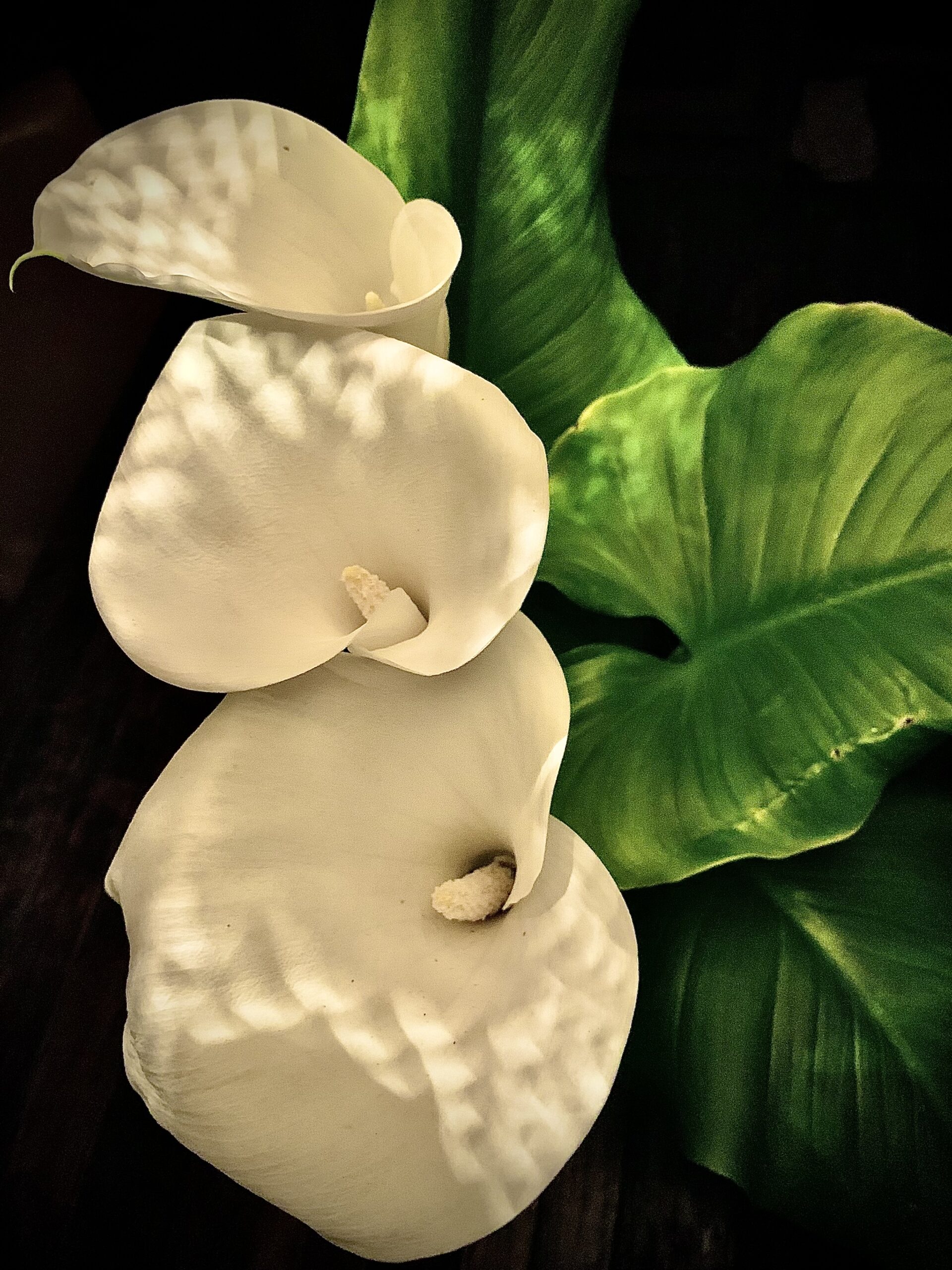Three white calla lilies with green leaves.