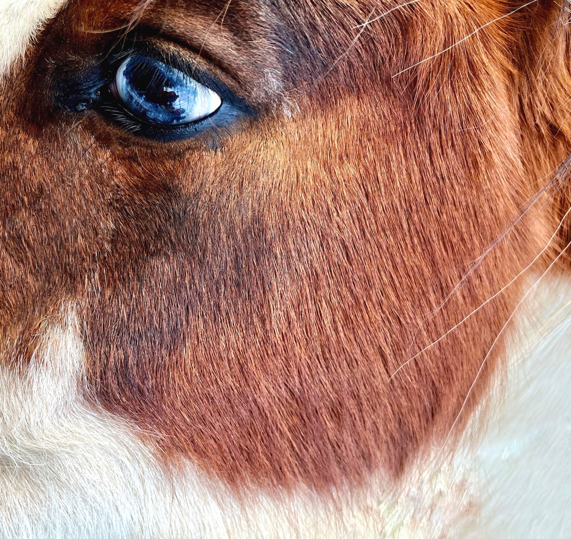 A close up of a horse's face.