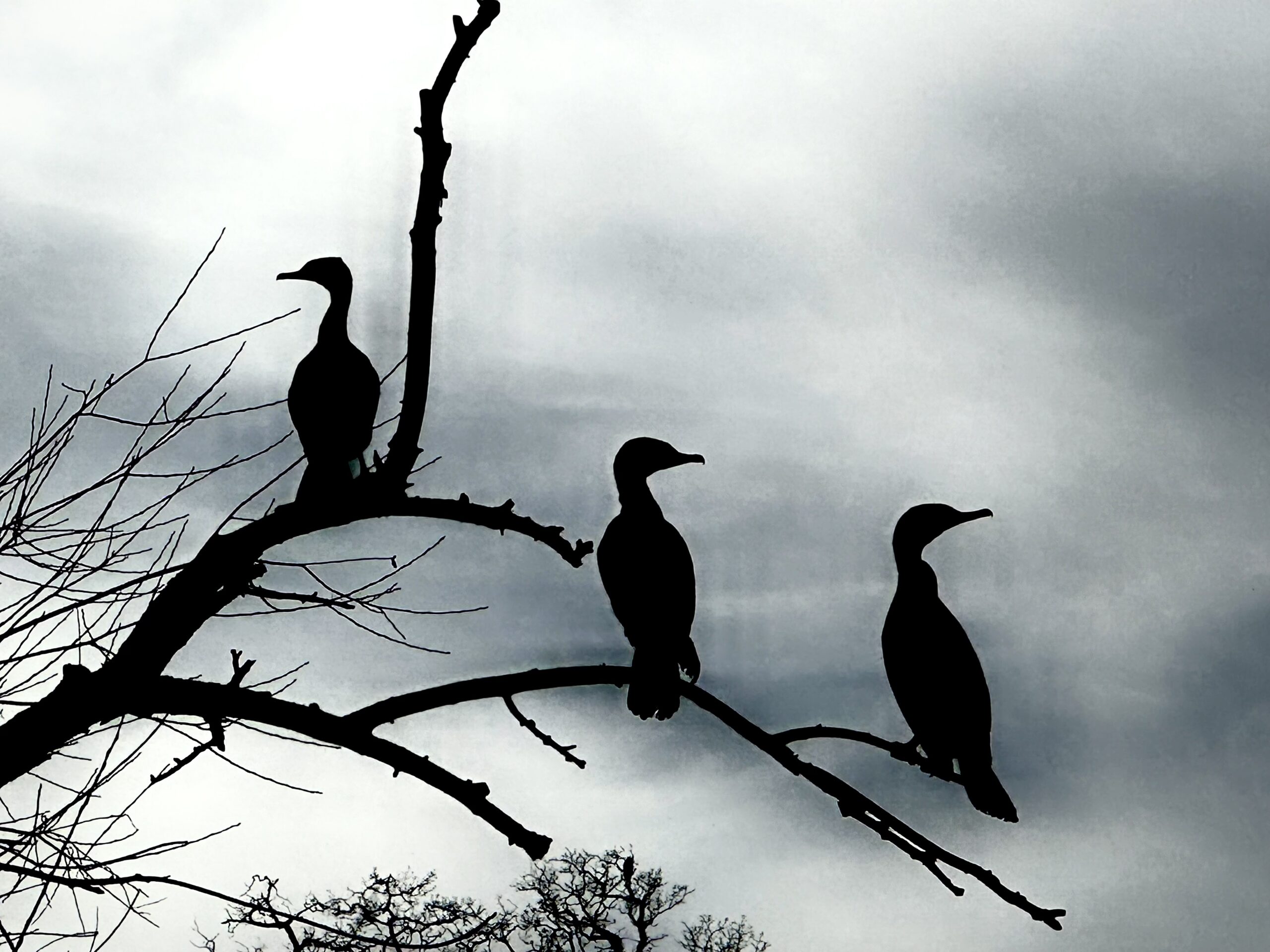 Three birds perched on a tree branch.