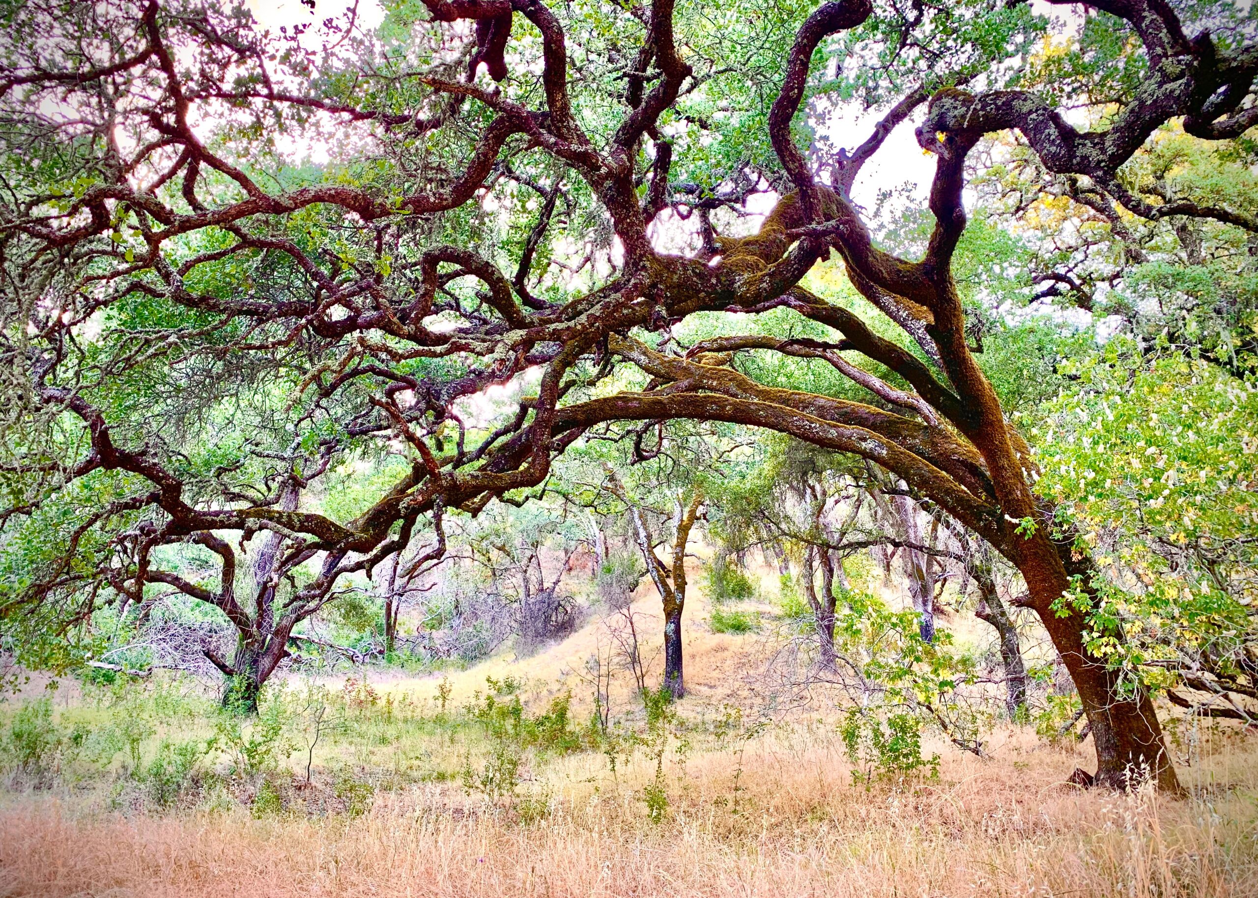 A large oak tree in the middle of a grassy field.