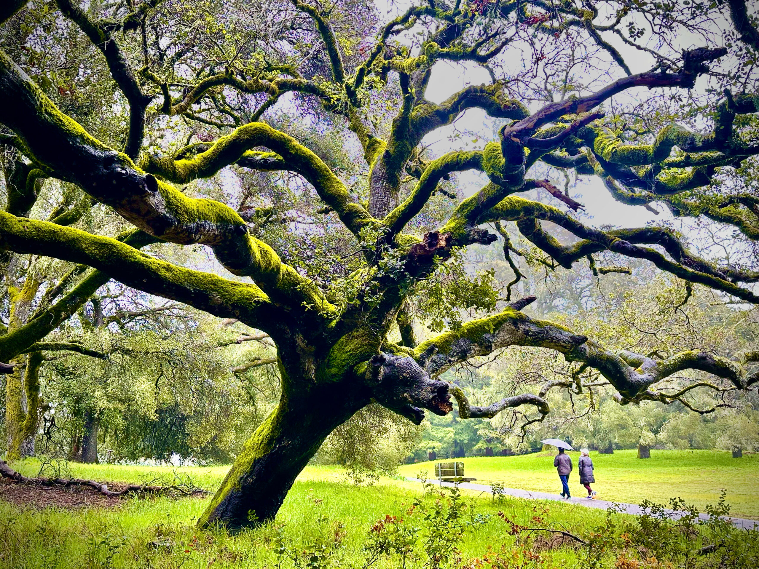 A large oak tree with moss growing on it.