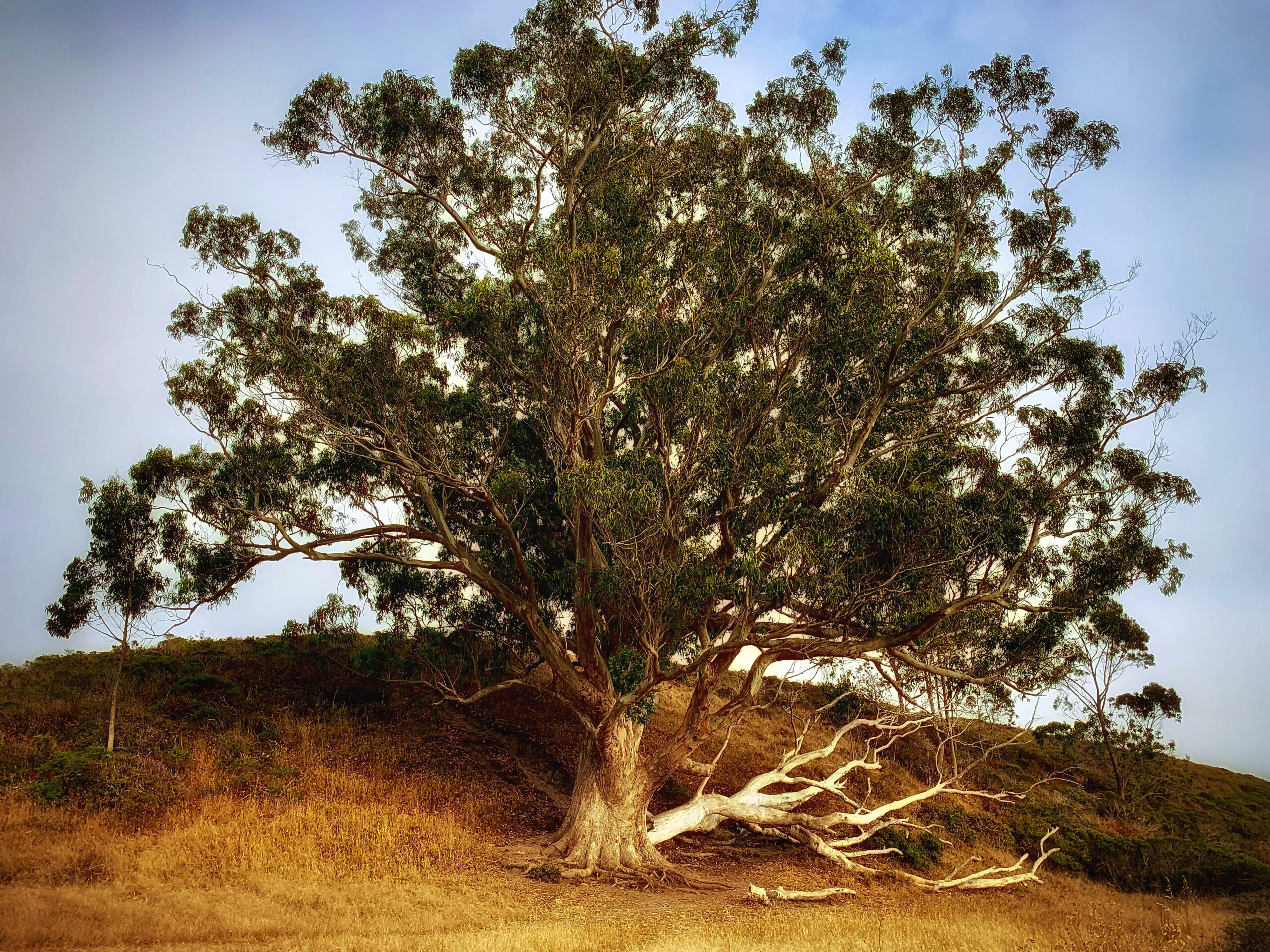 An eucalyptus tree sits on top of a hill.