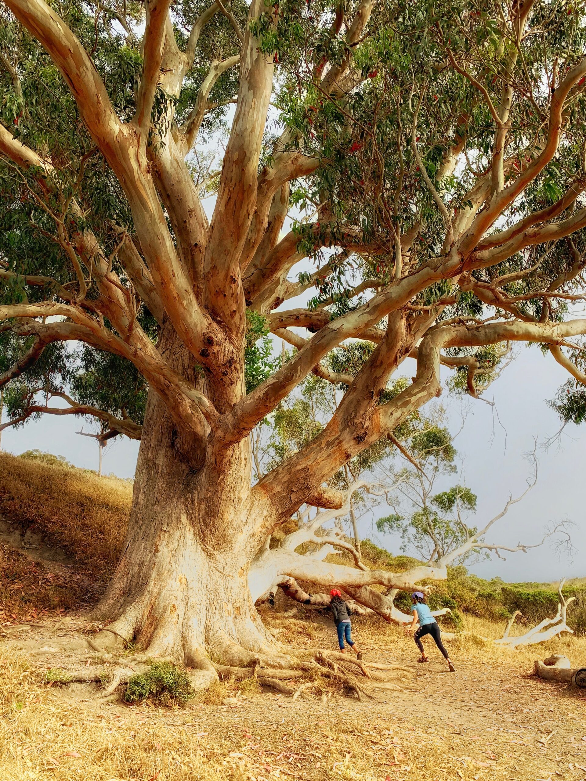 Two children playing near a large eucalyptus tree.