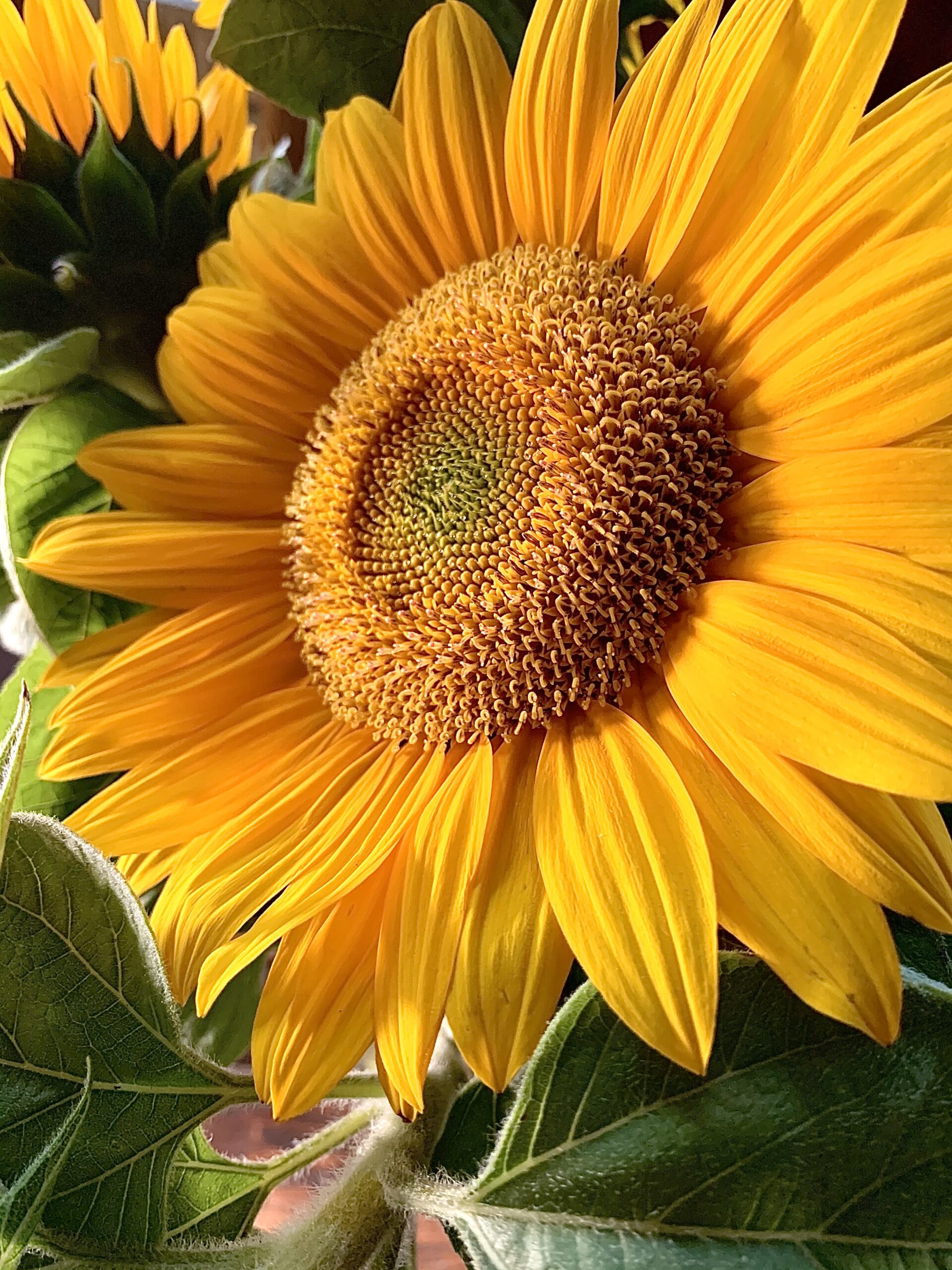 A sunflower in a vase with green leaves.