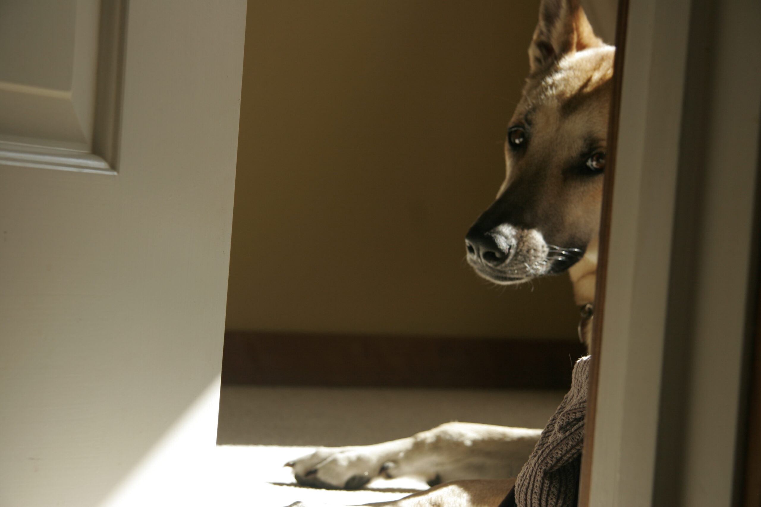 A dog peeking out of a door.