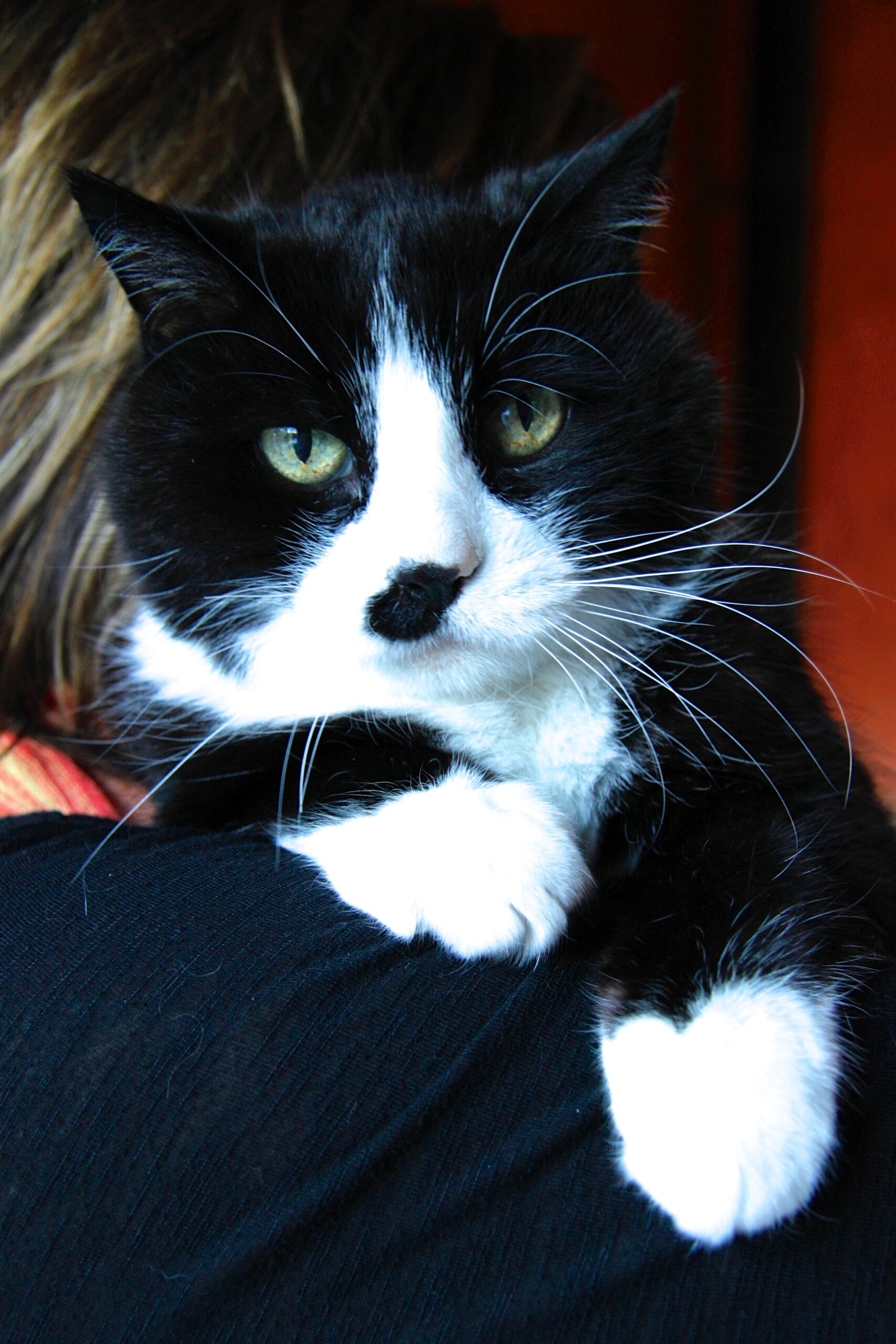 A black and white cat laying on a woman's shoulder.