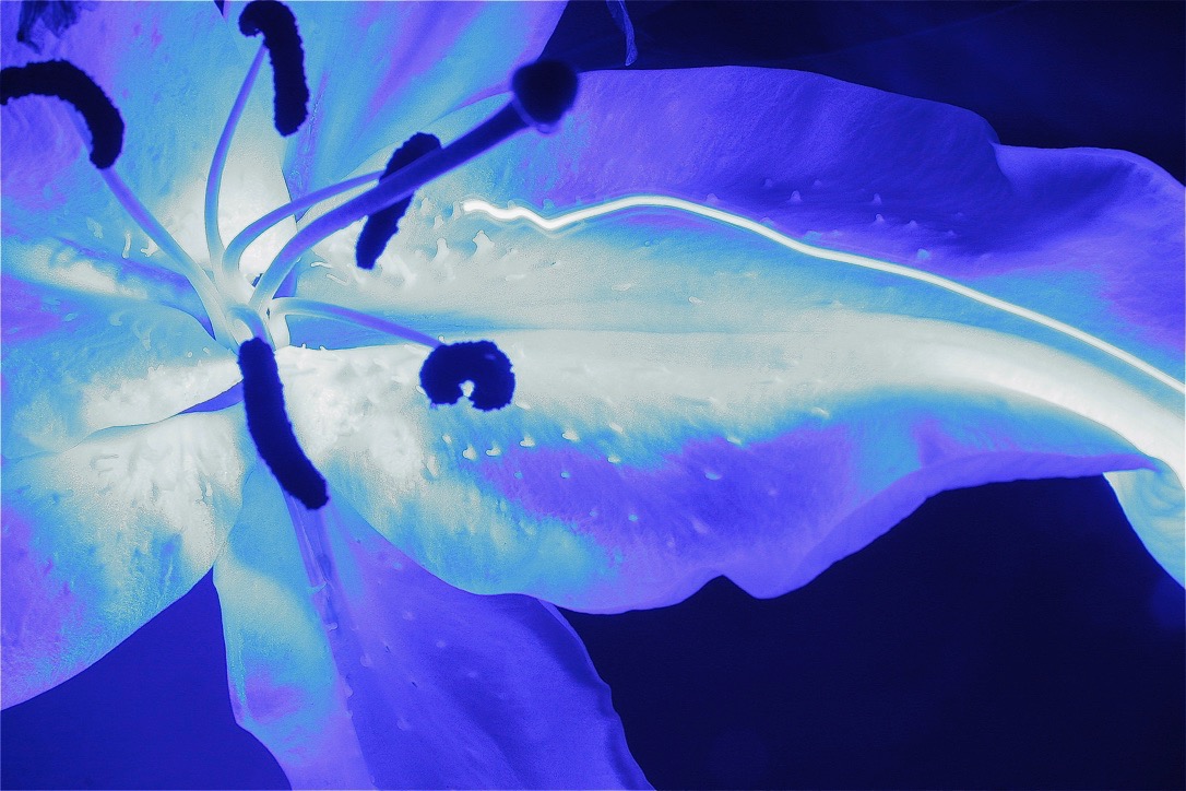 An image of a blue lily in a dark room.