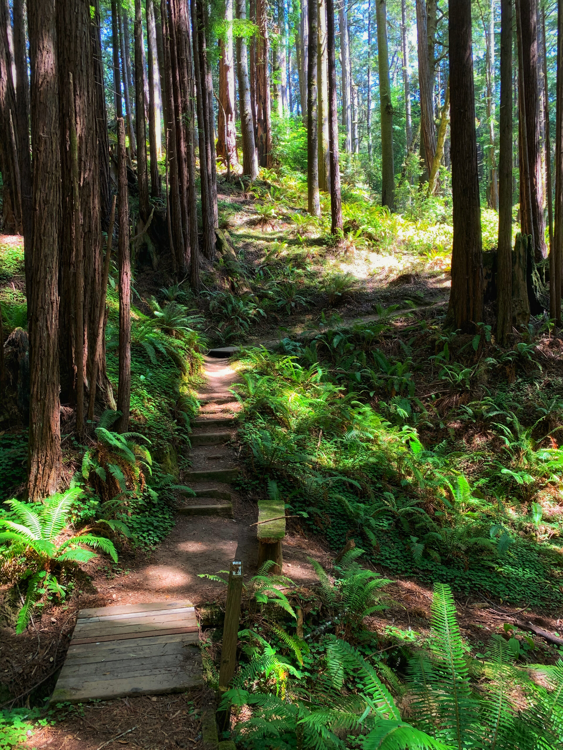 A wooden path leads through a forest of redwood trees.