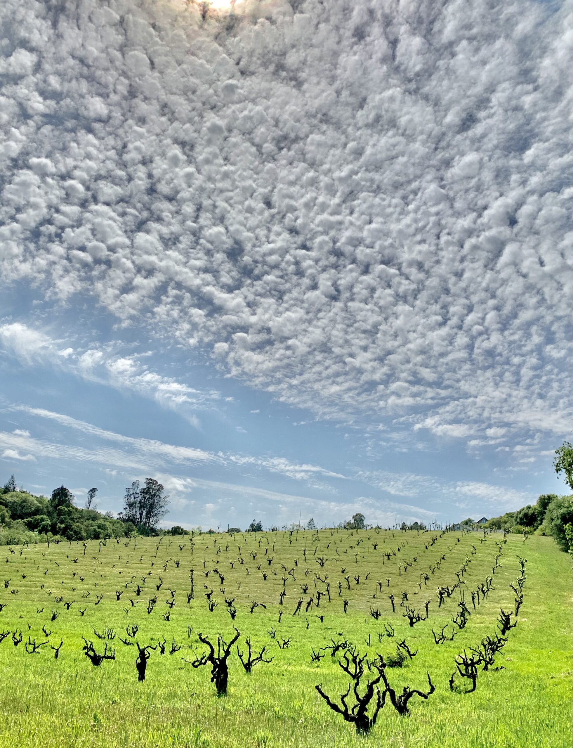 A field of grapes under a cloudy sky.