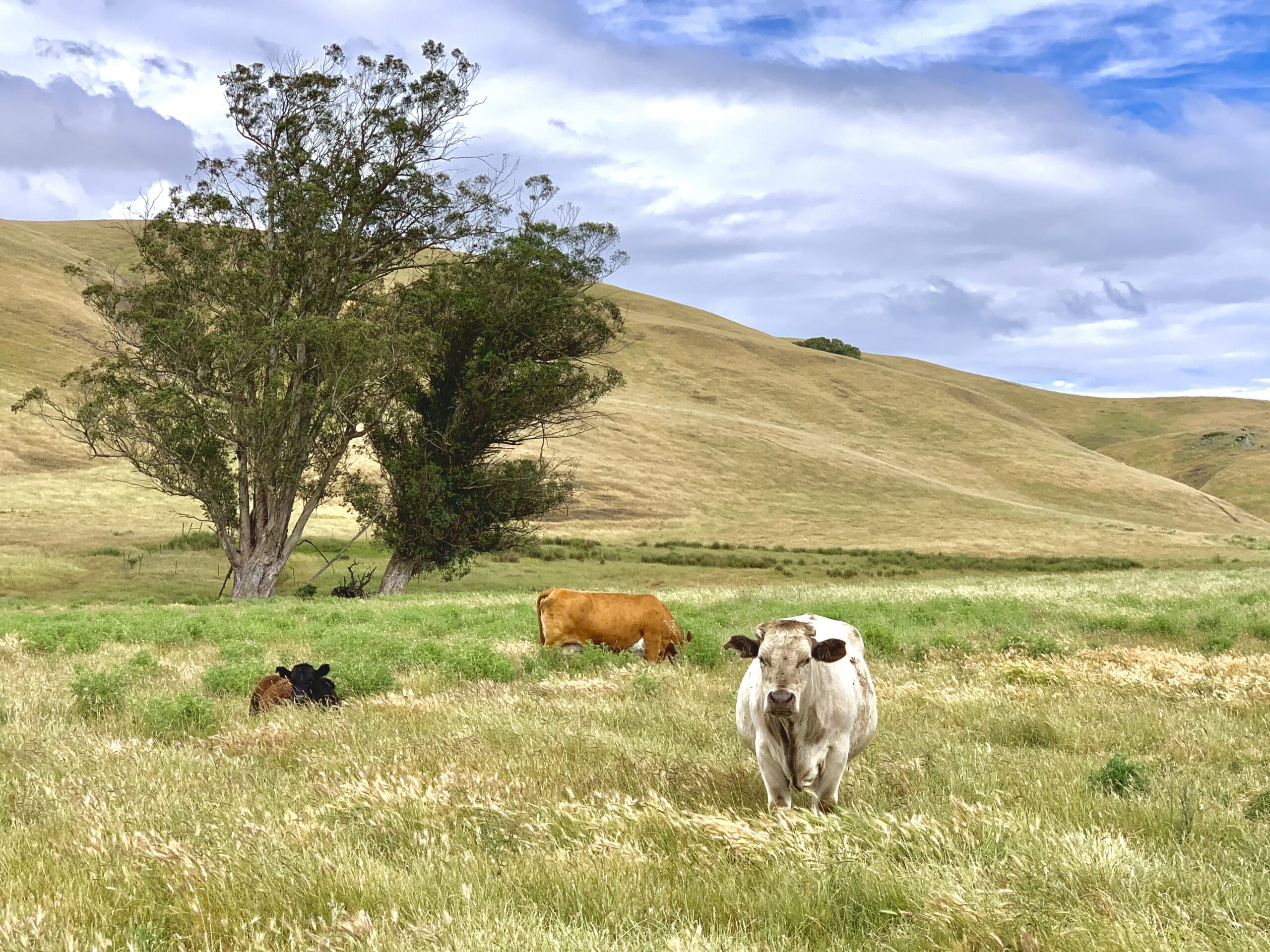 A group of cows in a grassy field.
