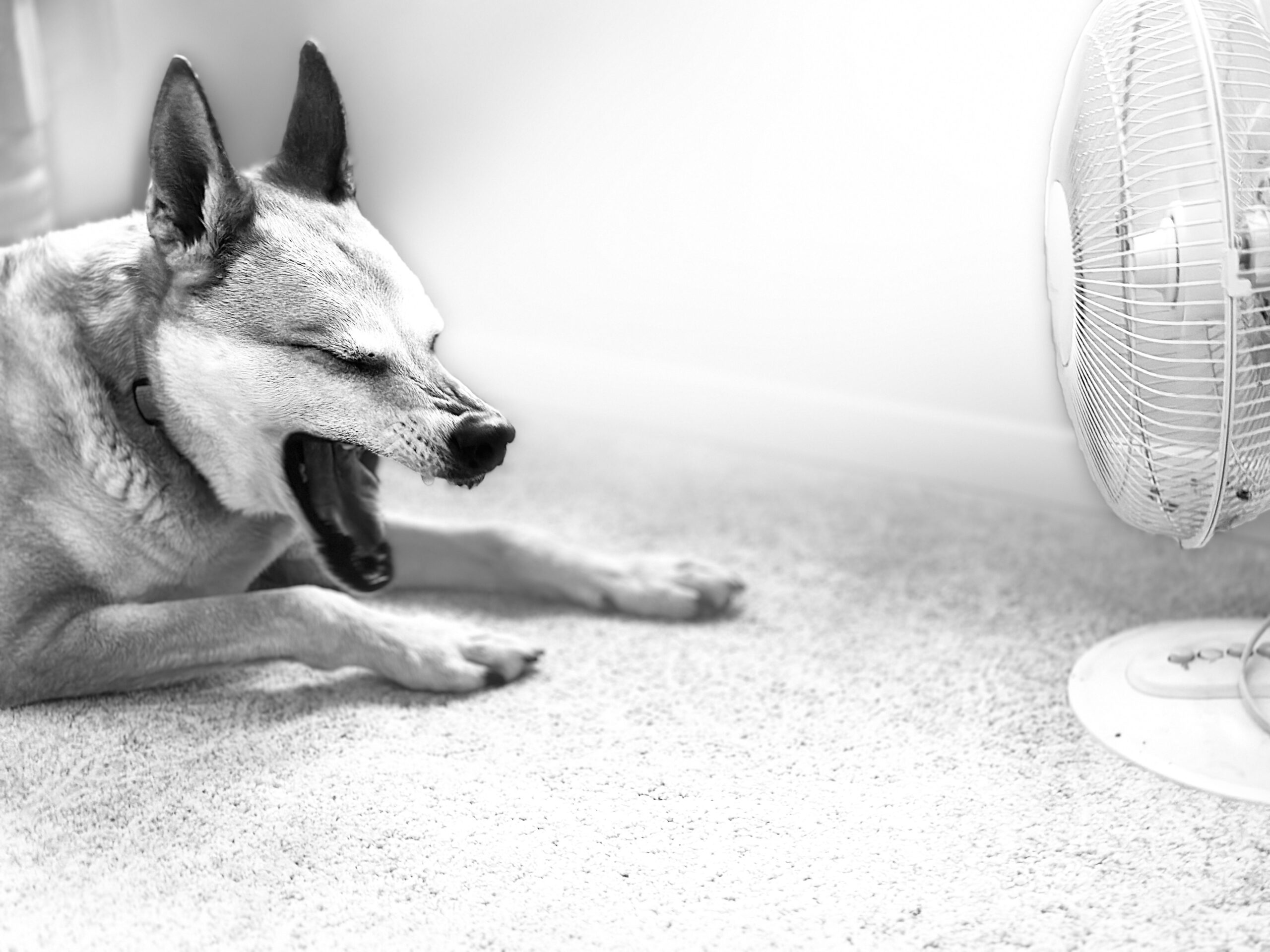 A black and white photo of a dog next to a fan.