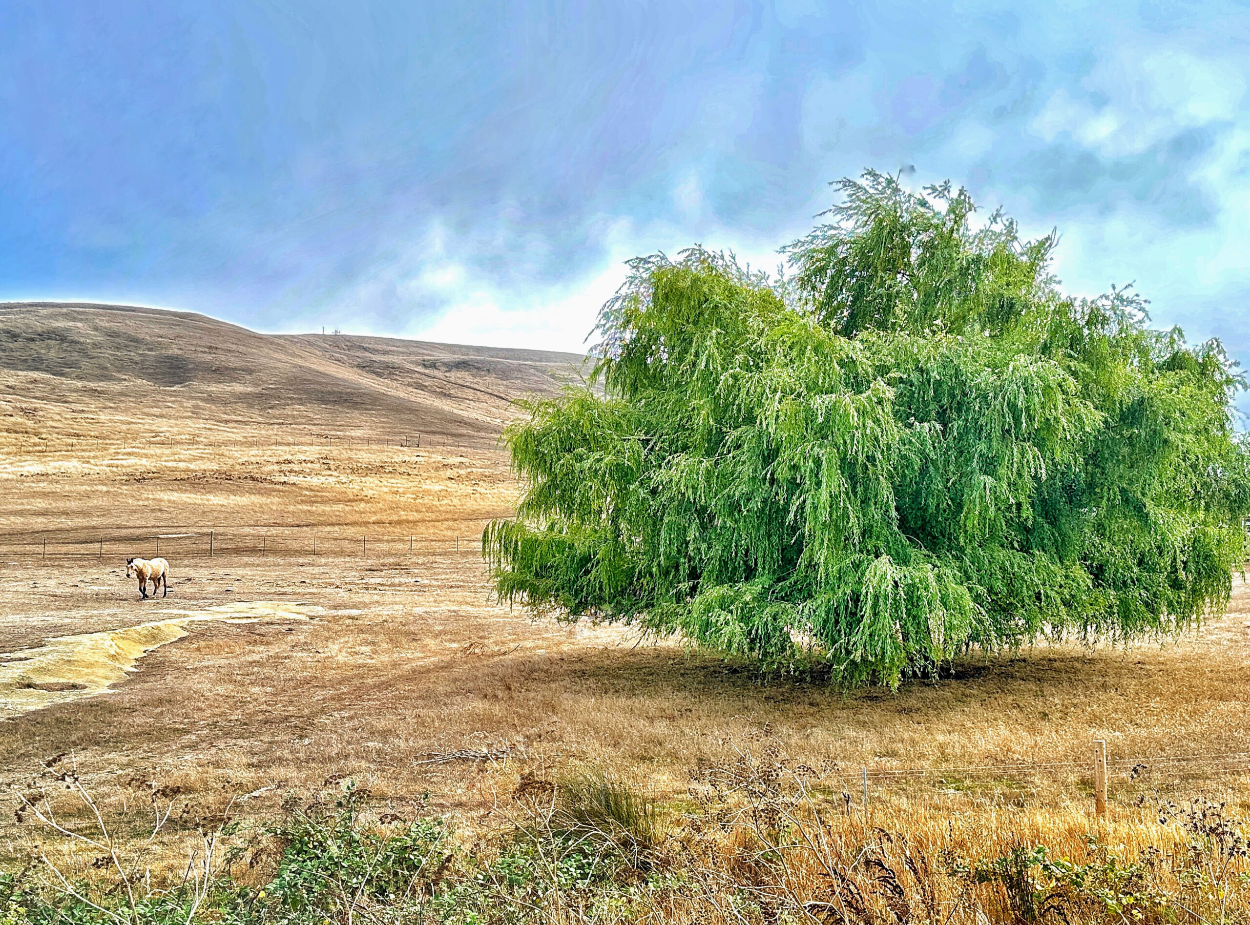 A large willow tree in the middle of a field.