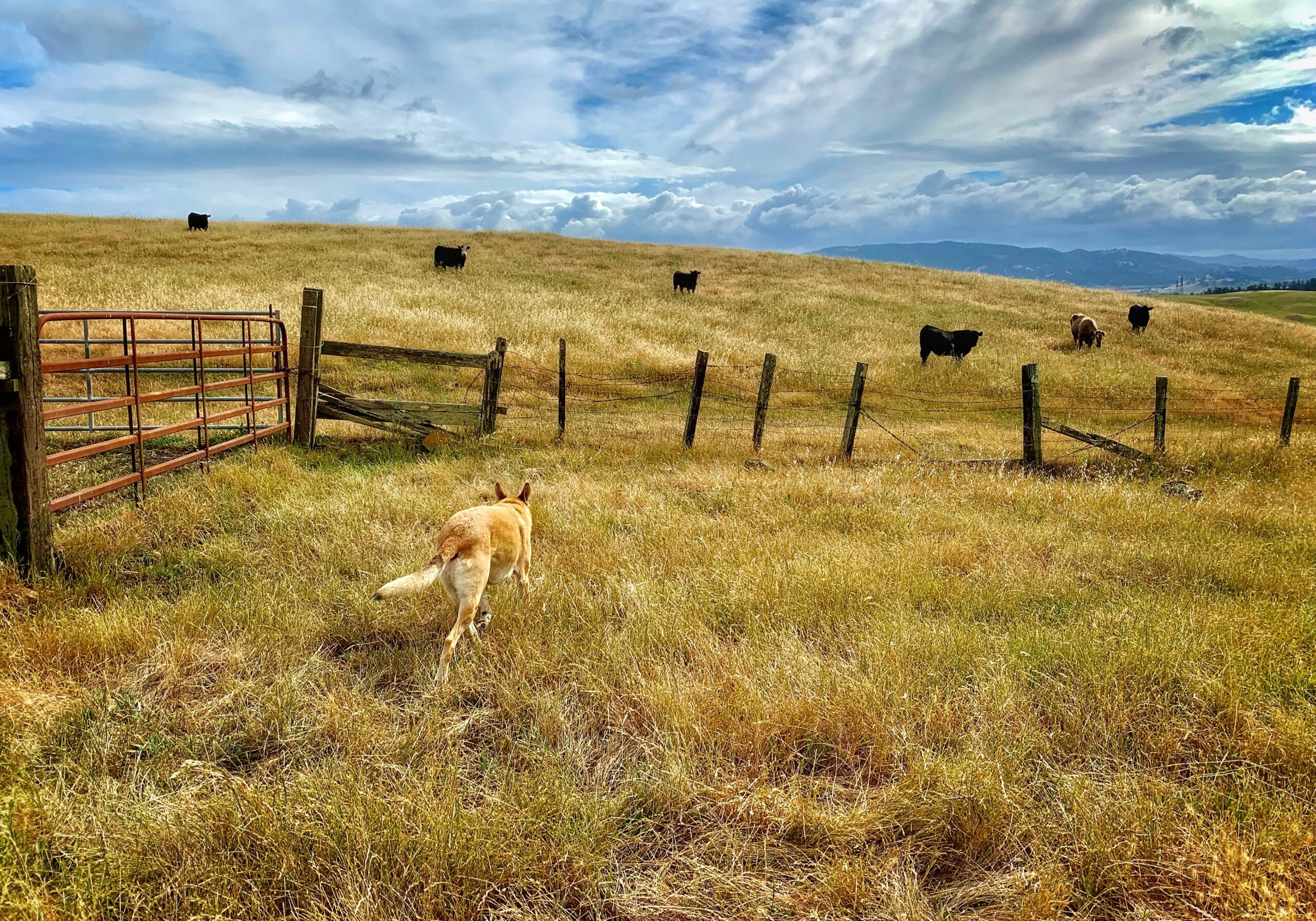A dog is walking through a field with cows.