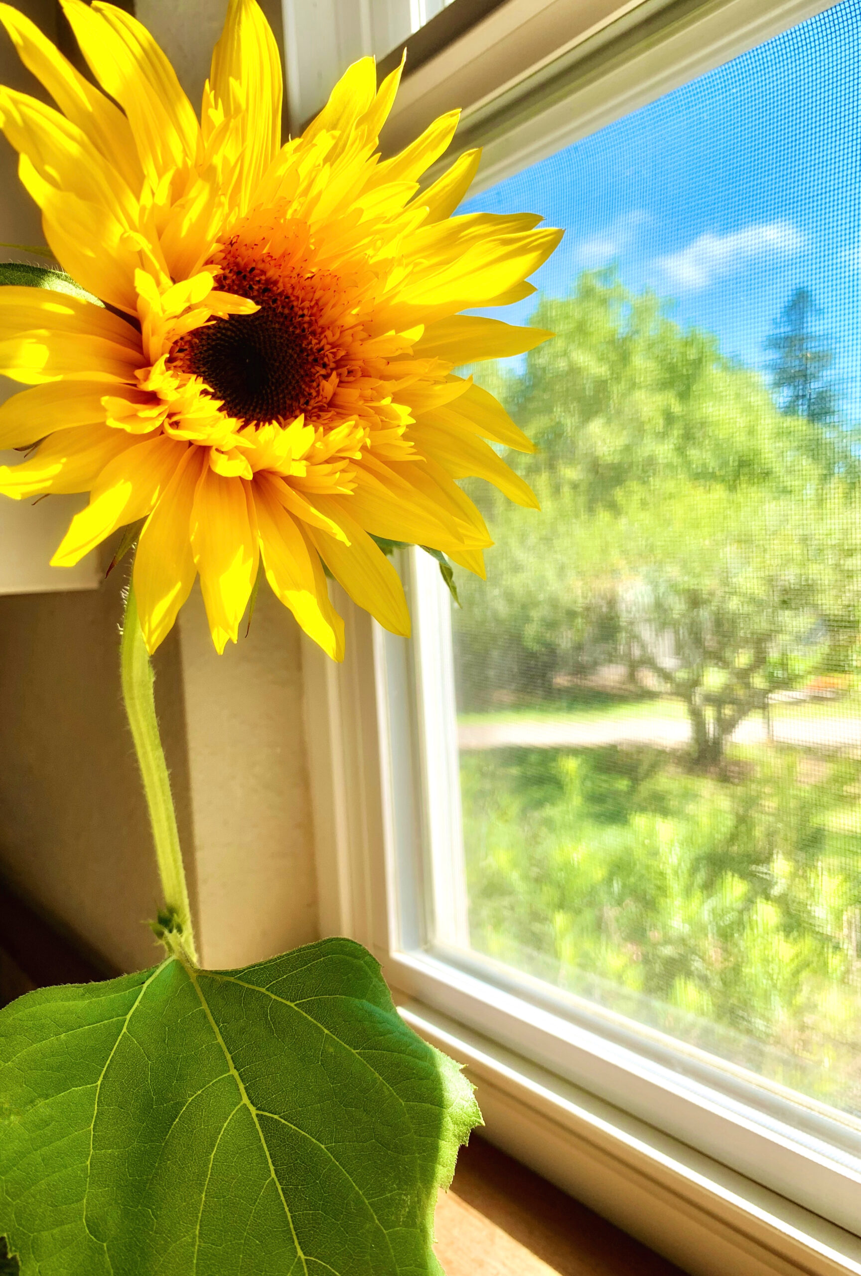 A sunflower sits in front of a window.