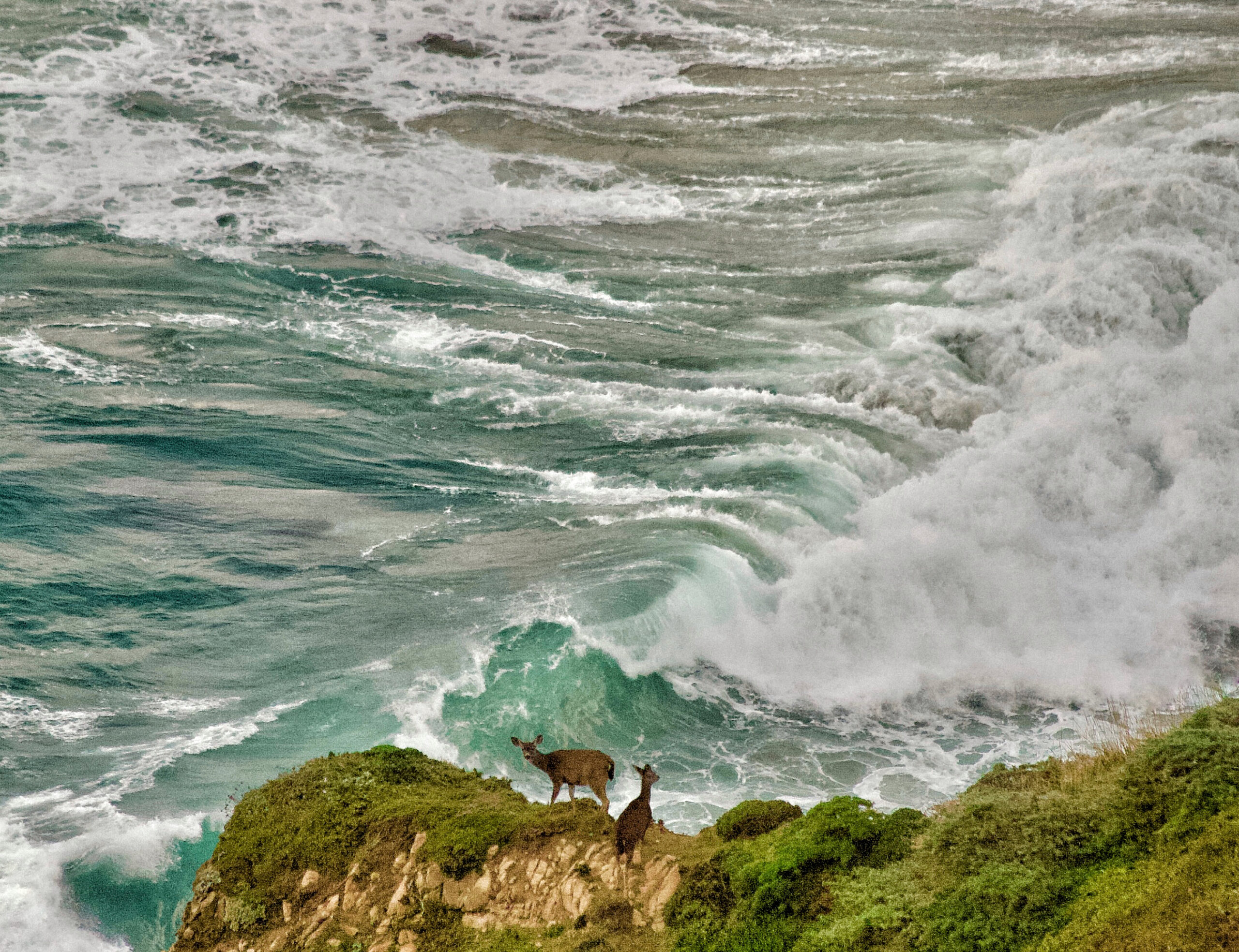 Two deer standing on a cliff overlooking the ocean.