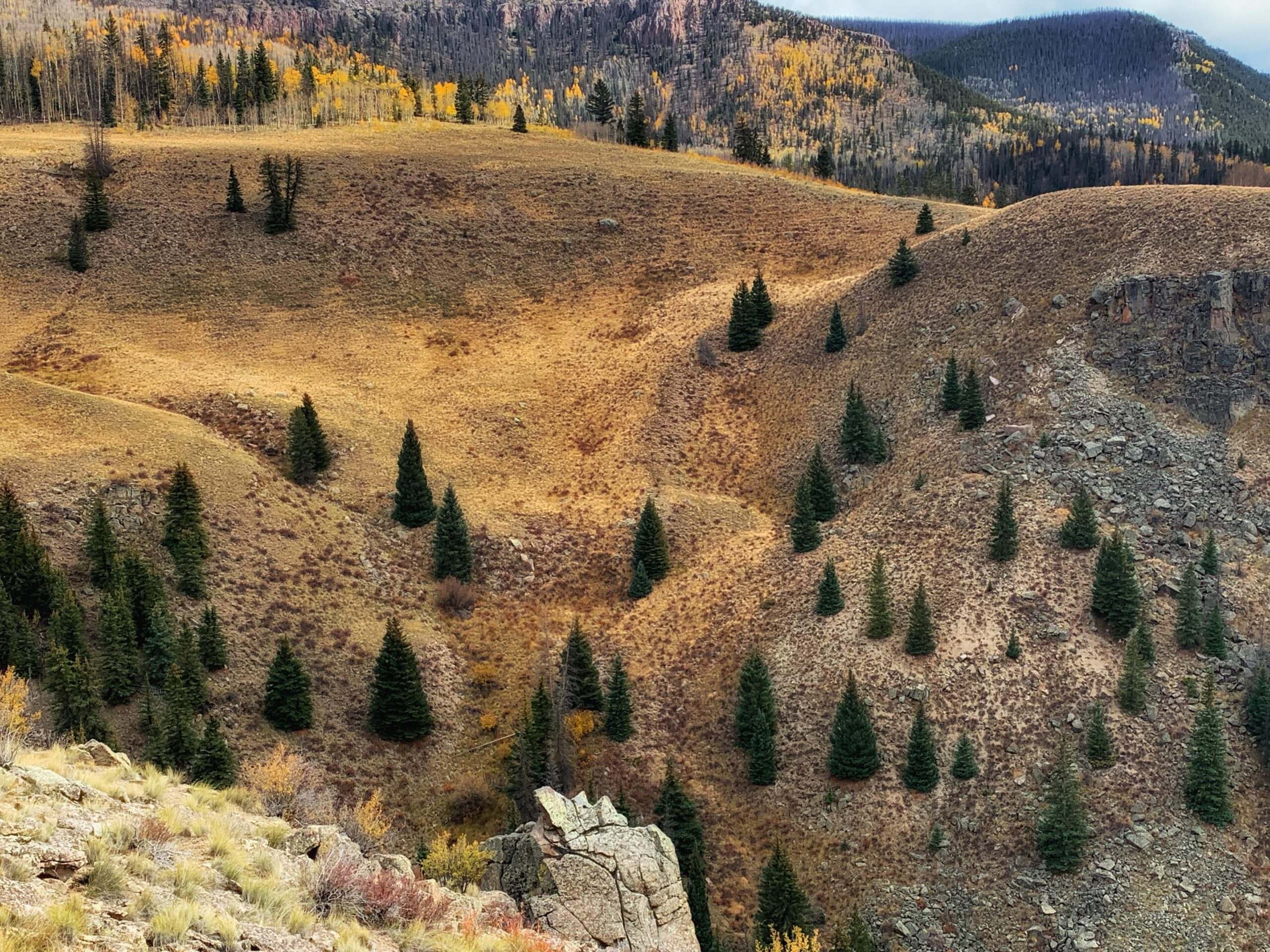 A rocky hillside with trees in the fall.