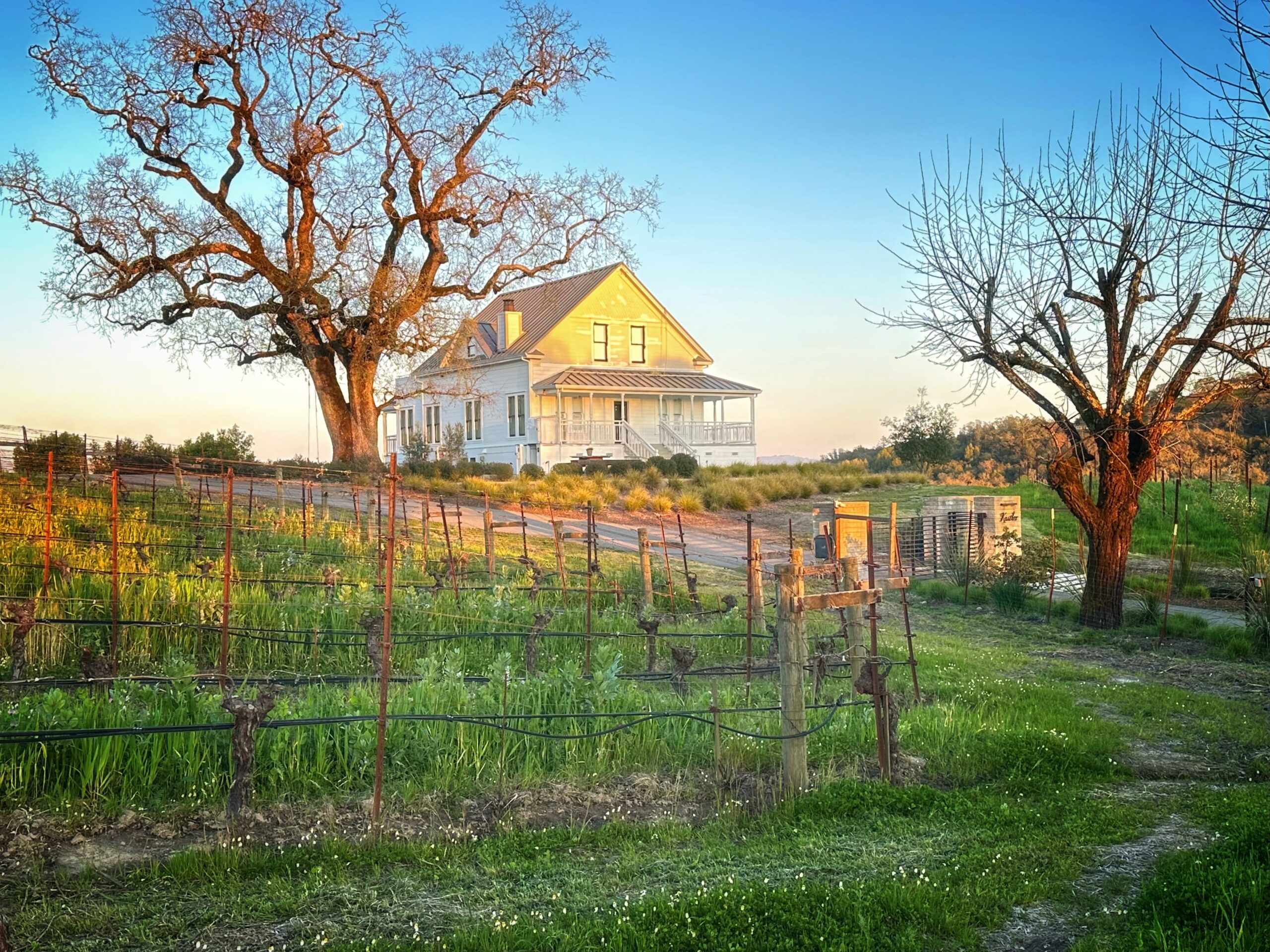 A white house sits on a hillside near a vineyard.