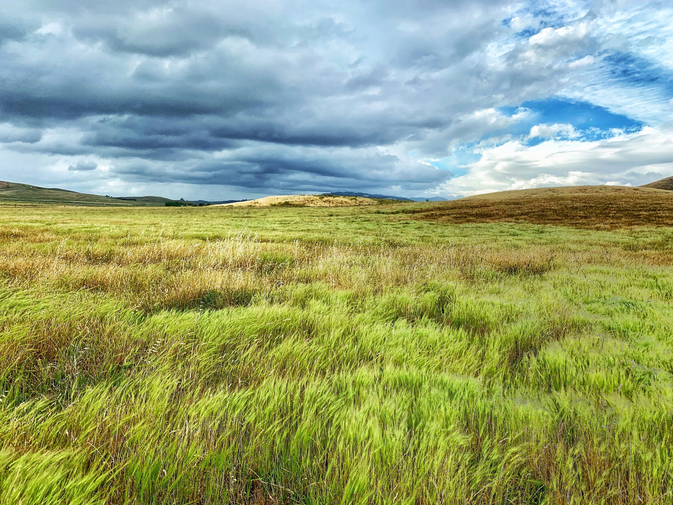 A grassy field under a cloudy sky.
